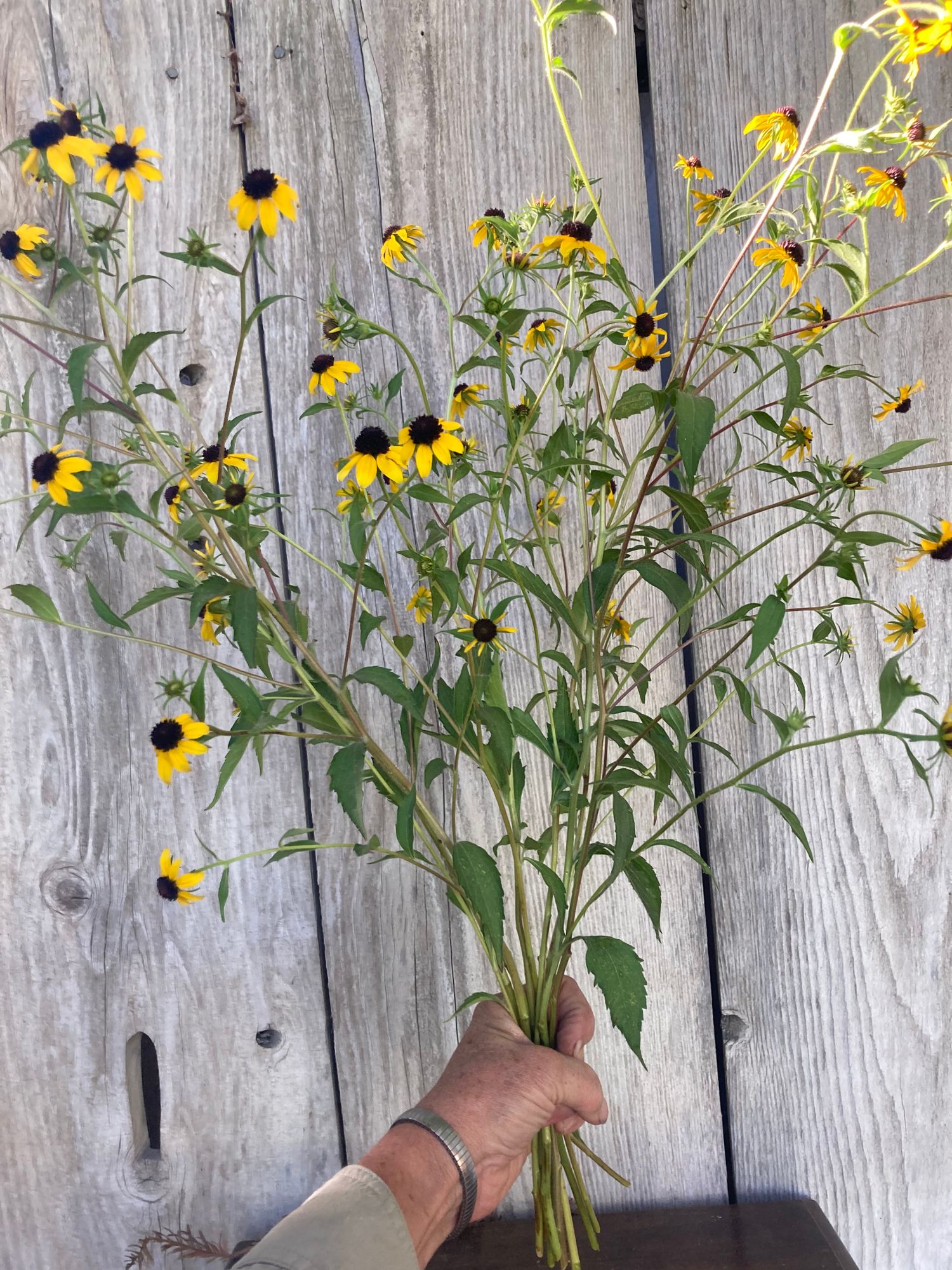 RUDBECKIA triloba