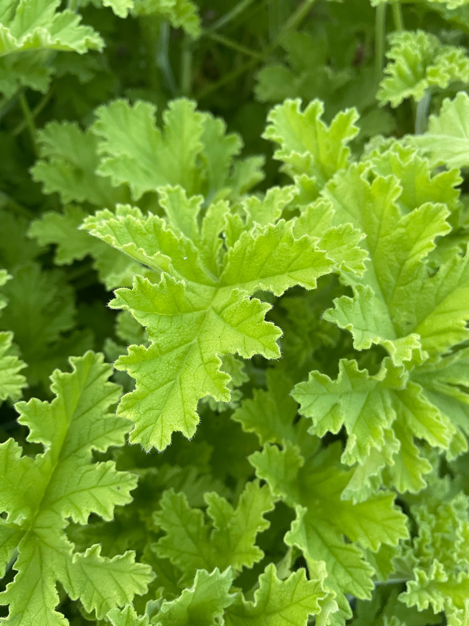 PELARGONIUM Attar of Rose