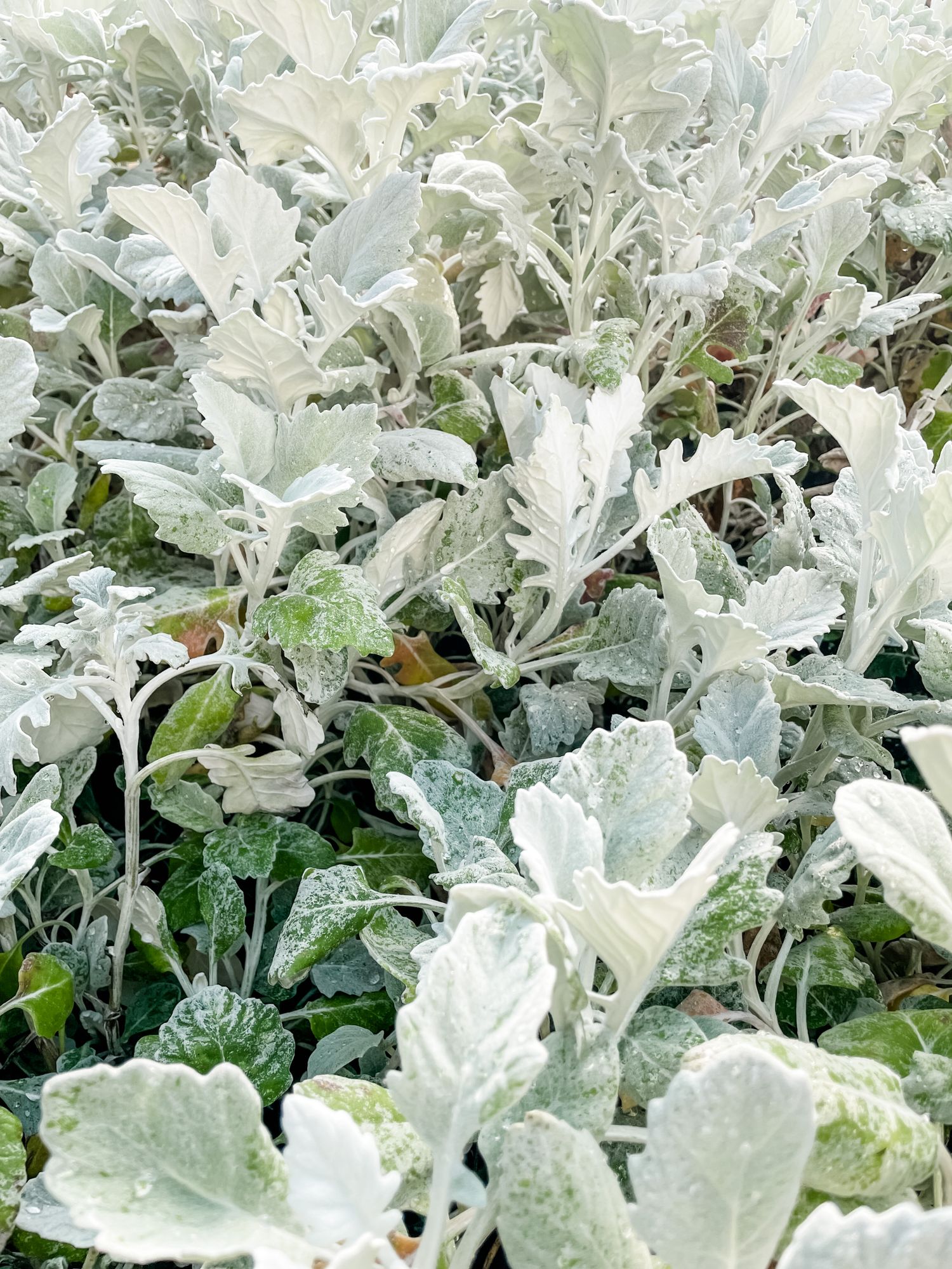 SENECIO cineraria