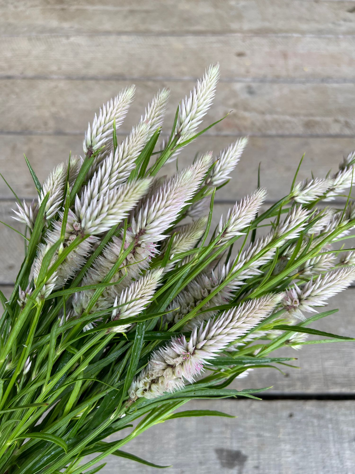 CELOSIA argentea spicata Flamingo Feather