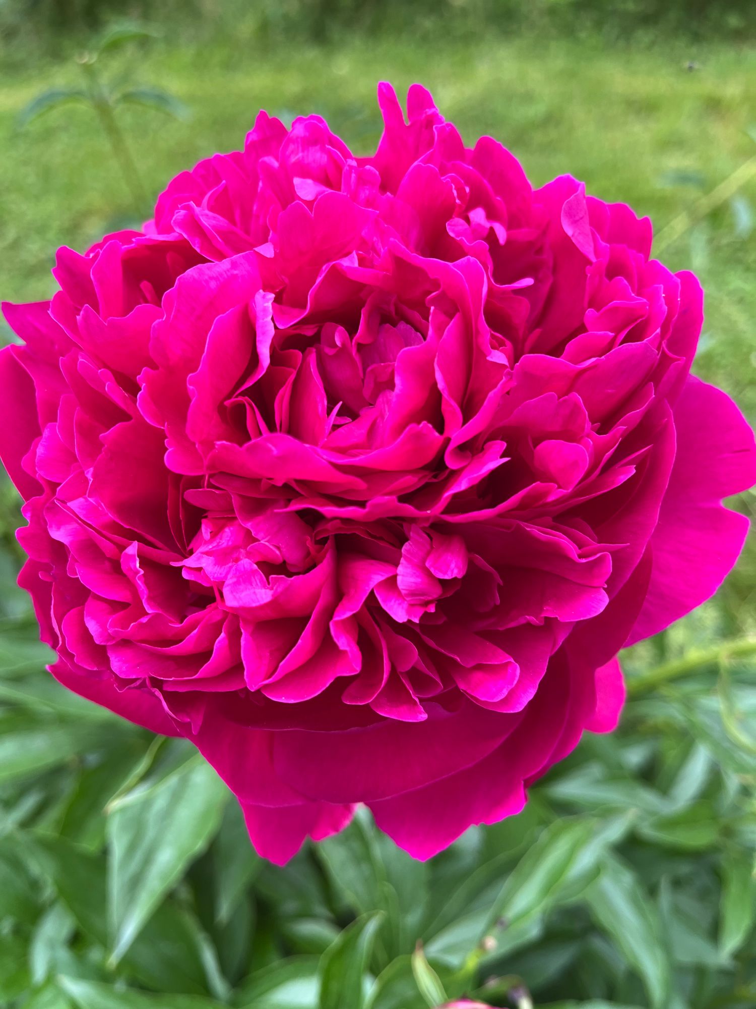 PAEONIA