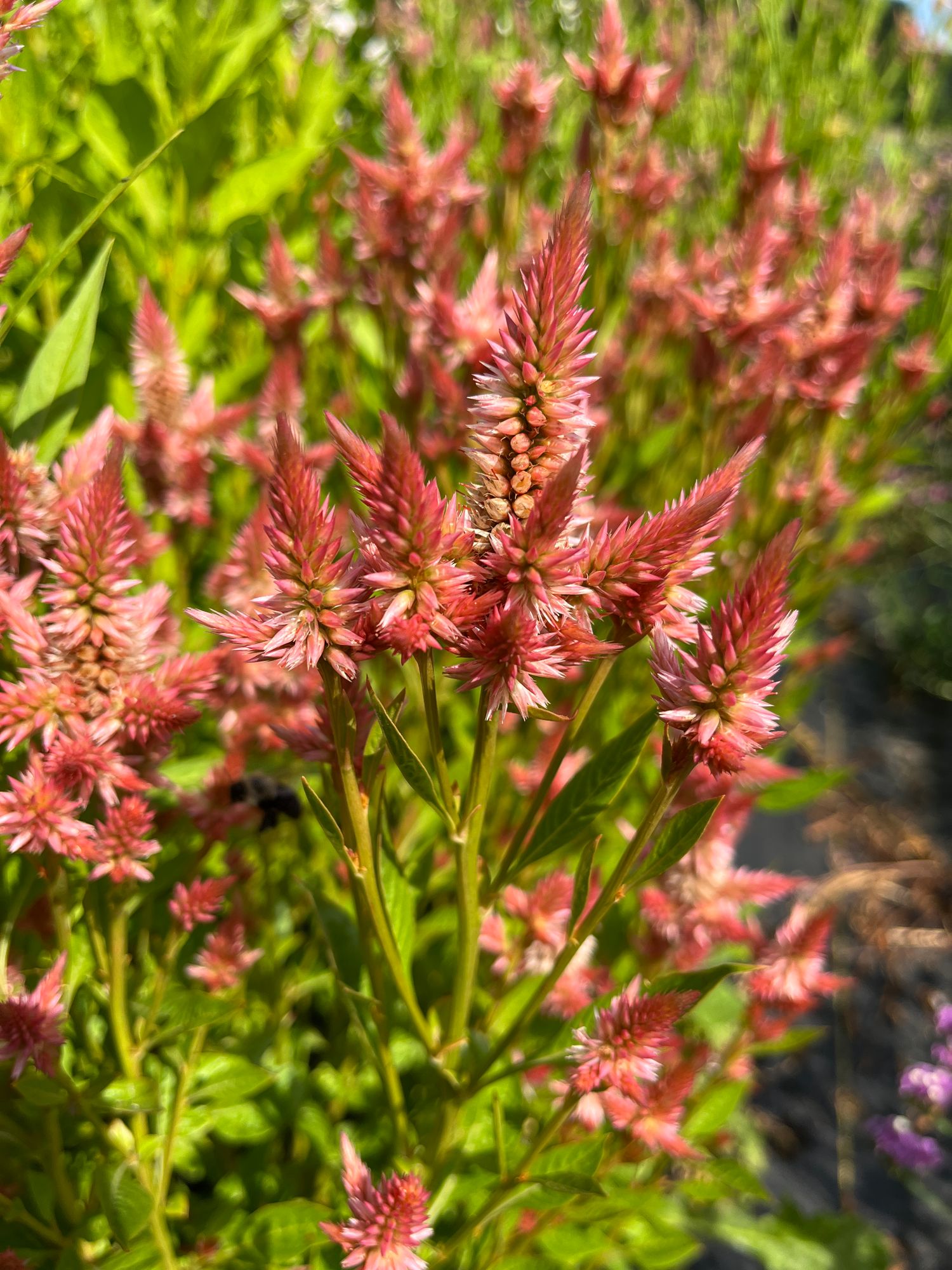 CELOSIA argentea spicata Celway Terracotta