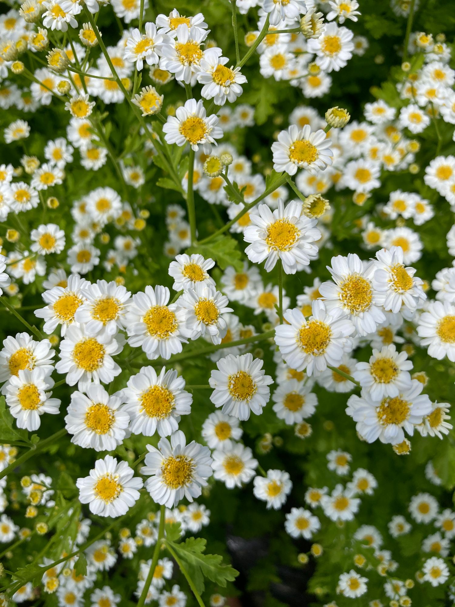 TANACETUM parthenium Magic Single
