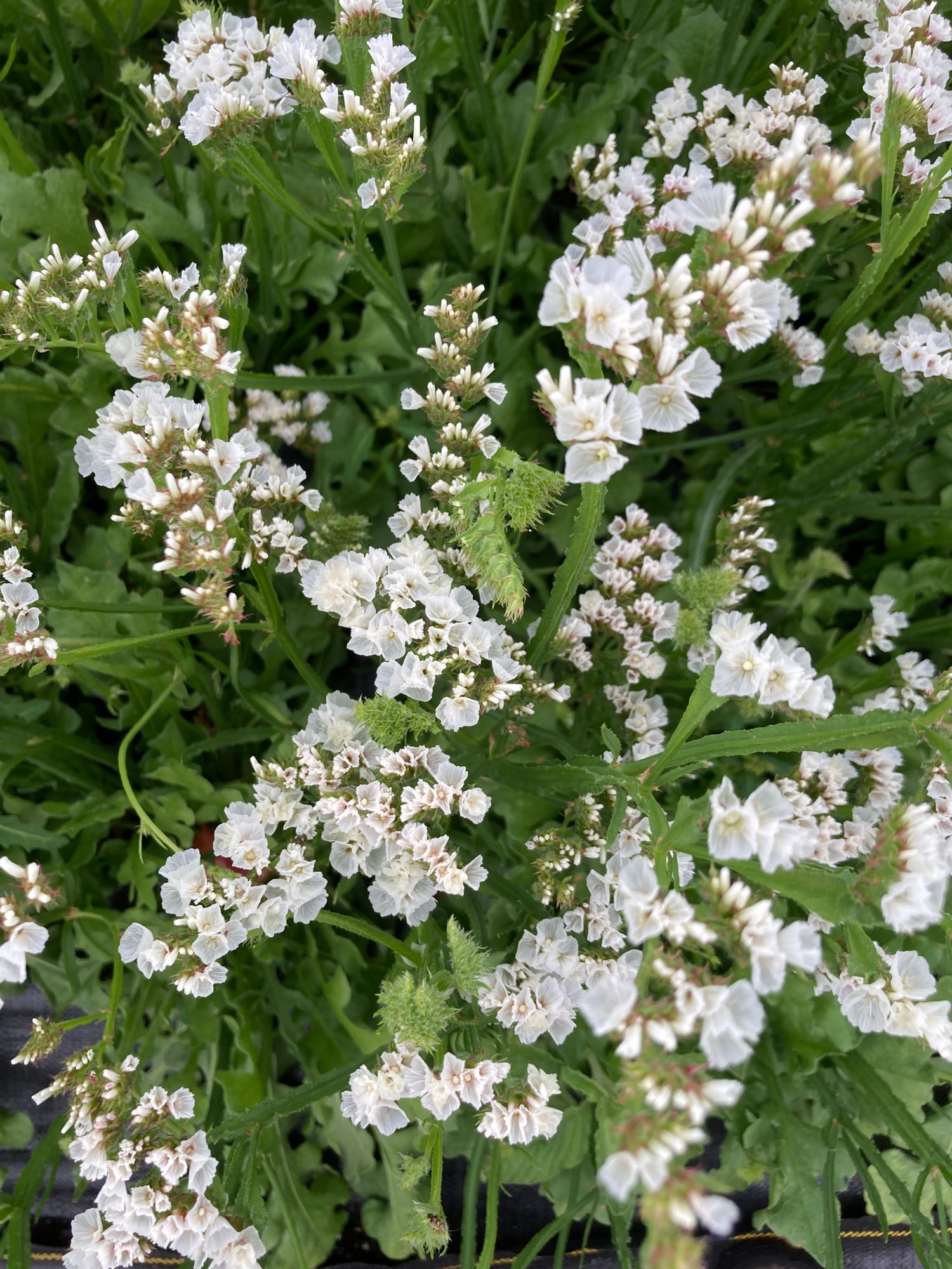 LIMONIUM sinuatum Seeker