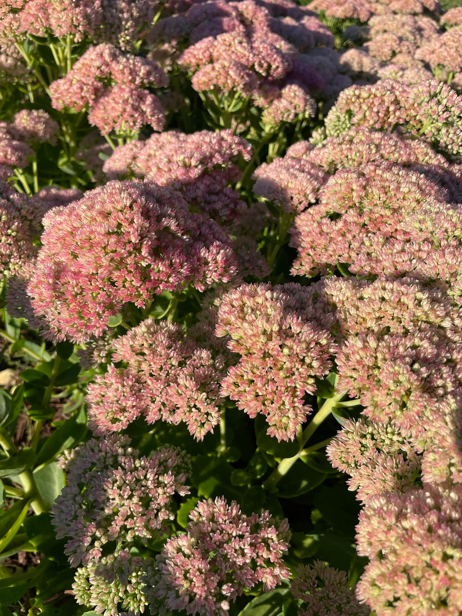 HYLOTELEPHIUM spectabile Autumn Joy