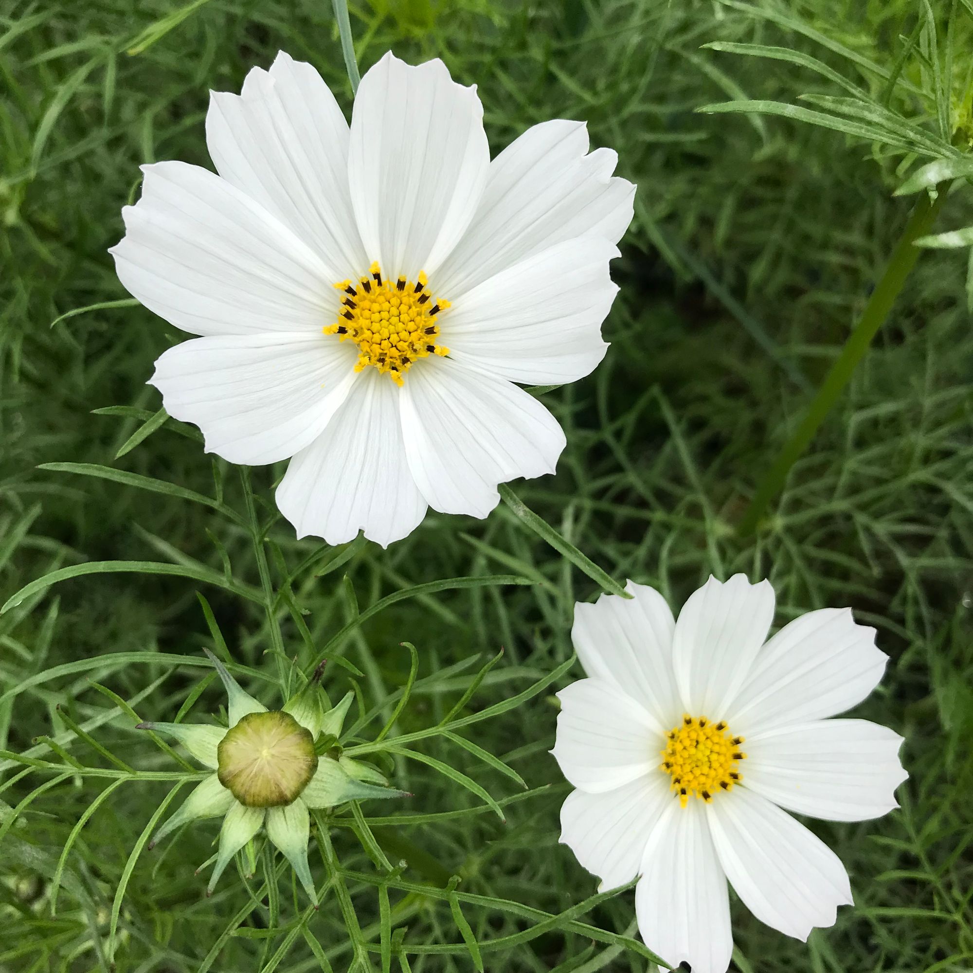 COSMOS bipinnatus Versailles