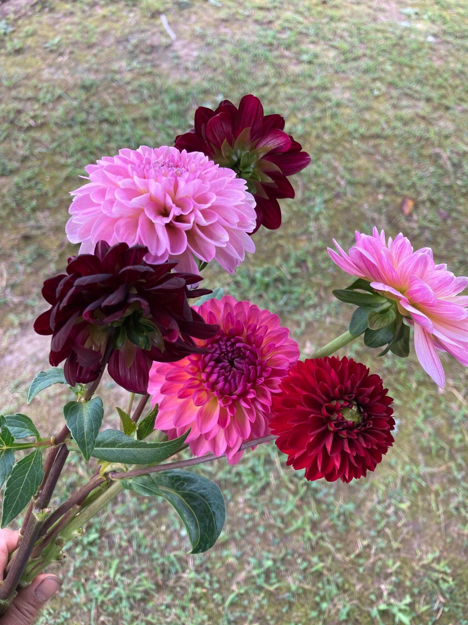 DAHLIA