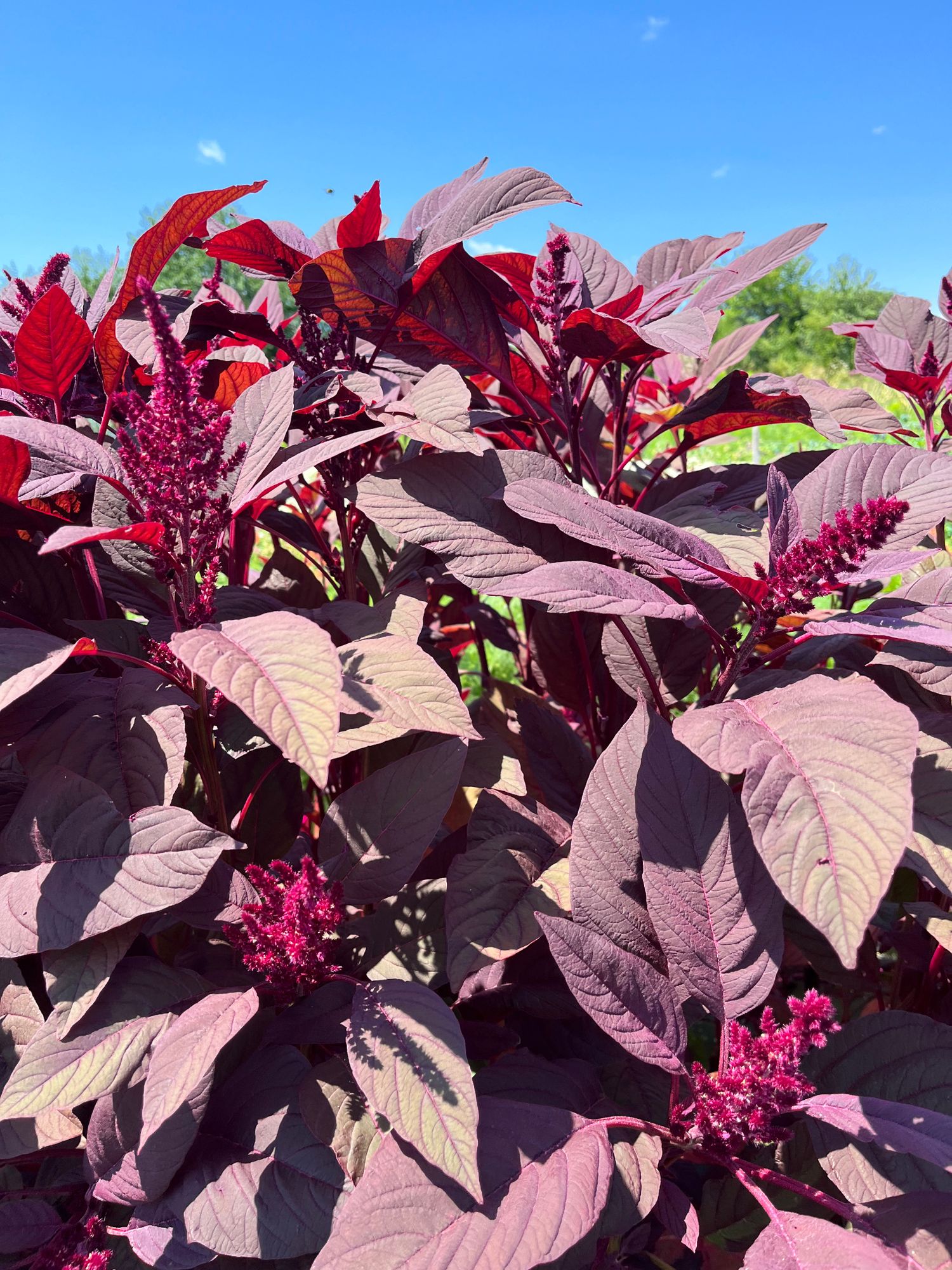 AMARANTHUS cruentus Red Spike
