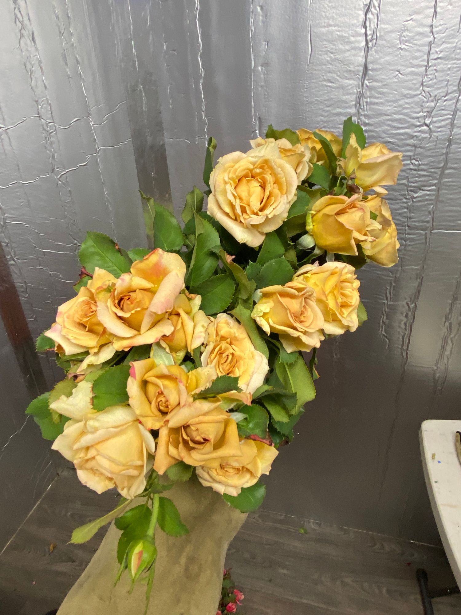 ROSA hybrida Honey Dijon