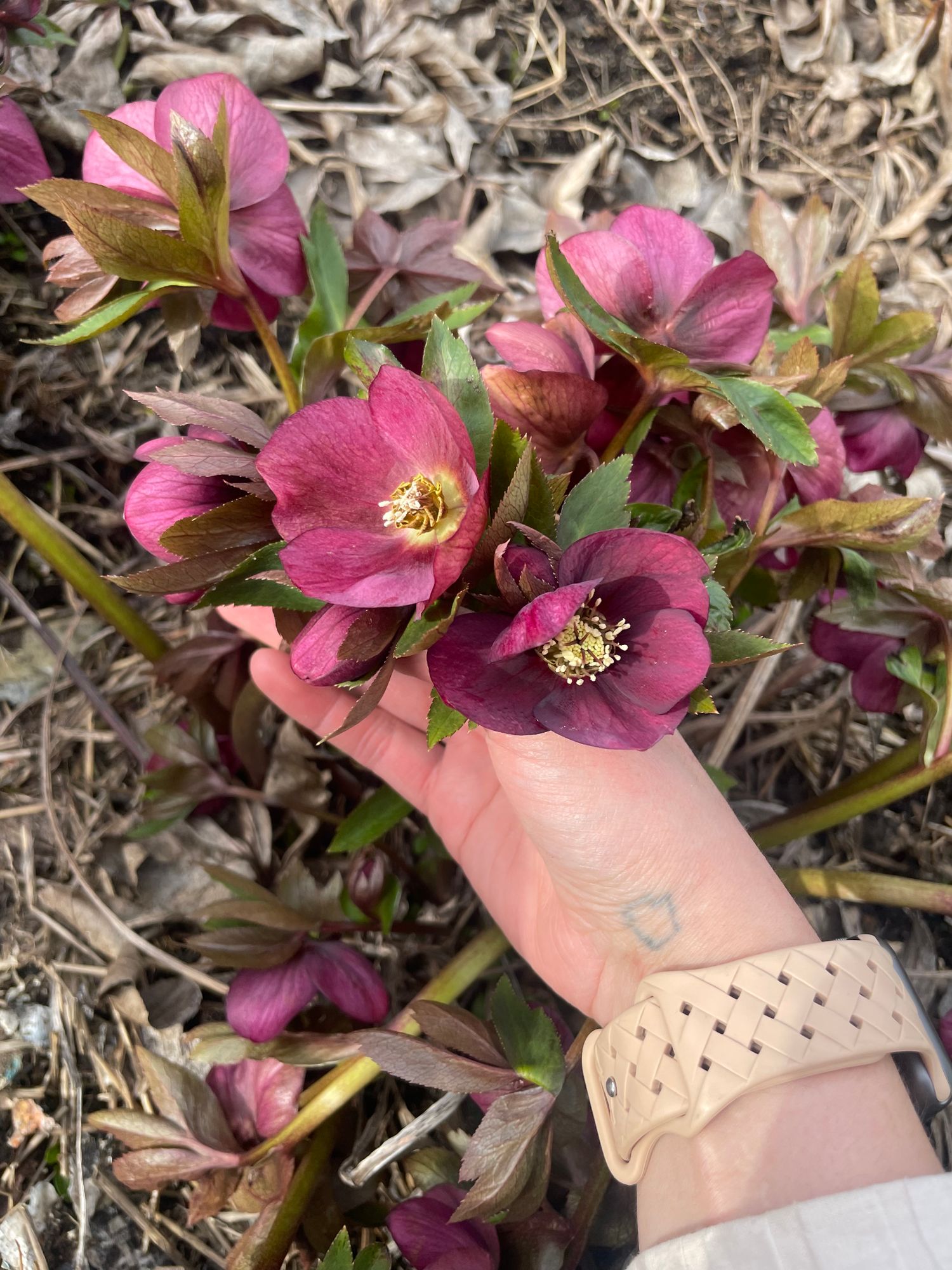 HELLEBORUS x hybridus