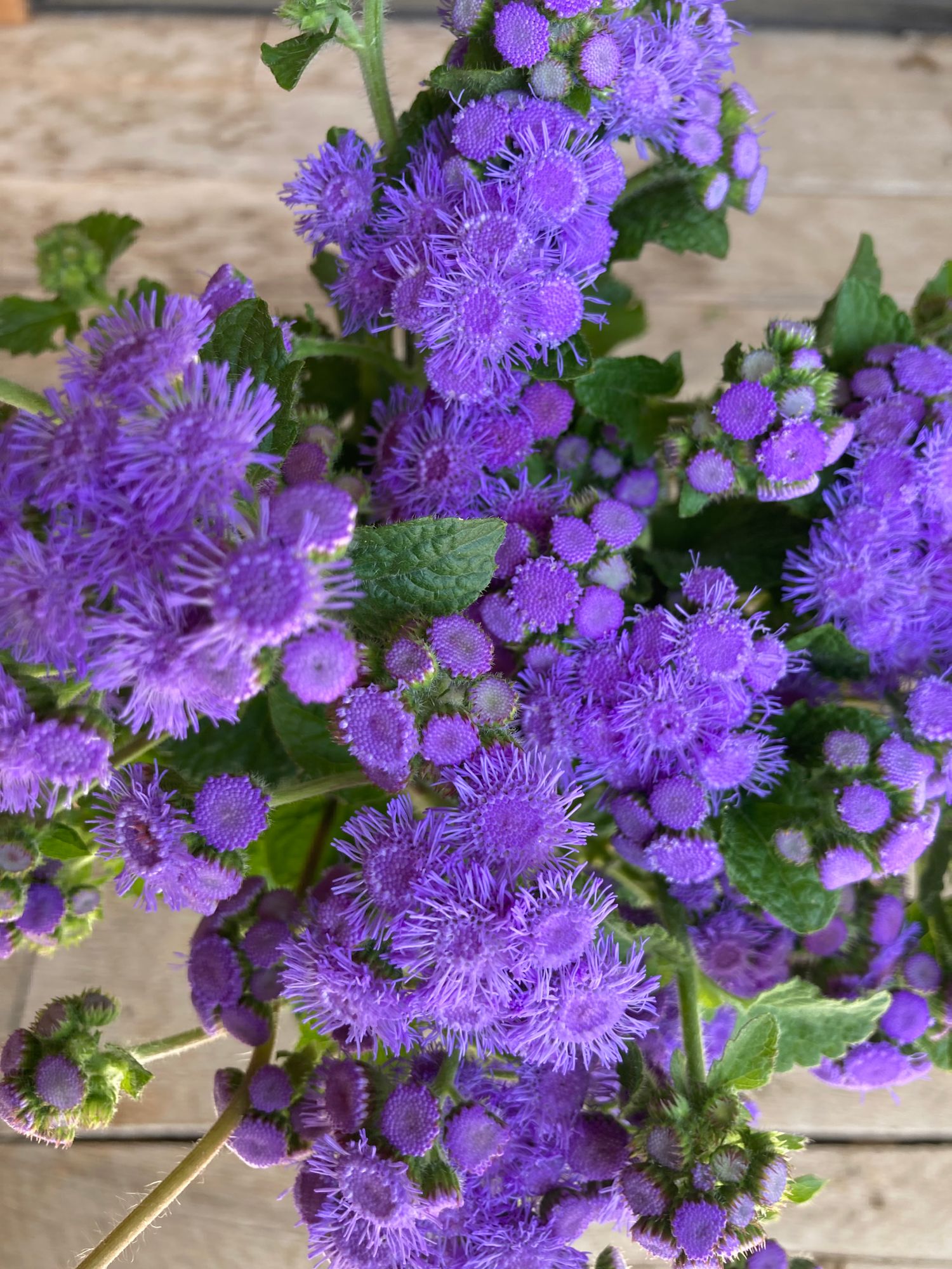 AGERATUM houstonianum Blue Horizon