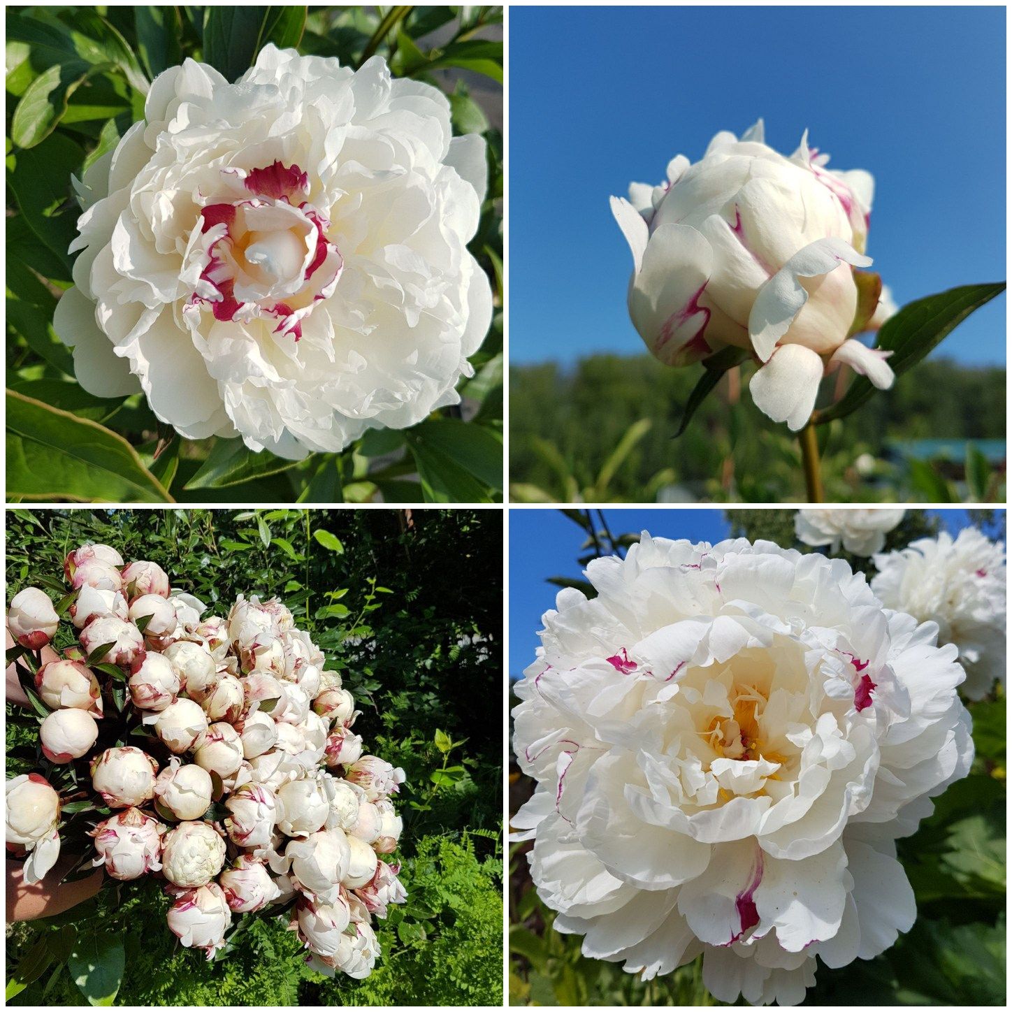 PAEONIA lactiflora Boule de Neige