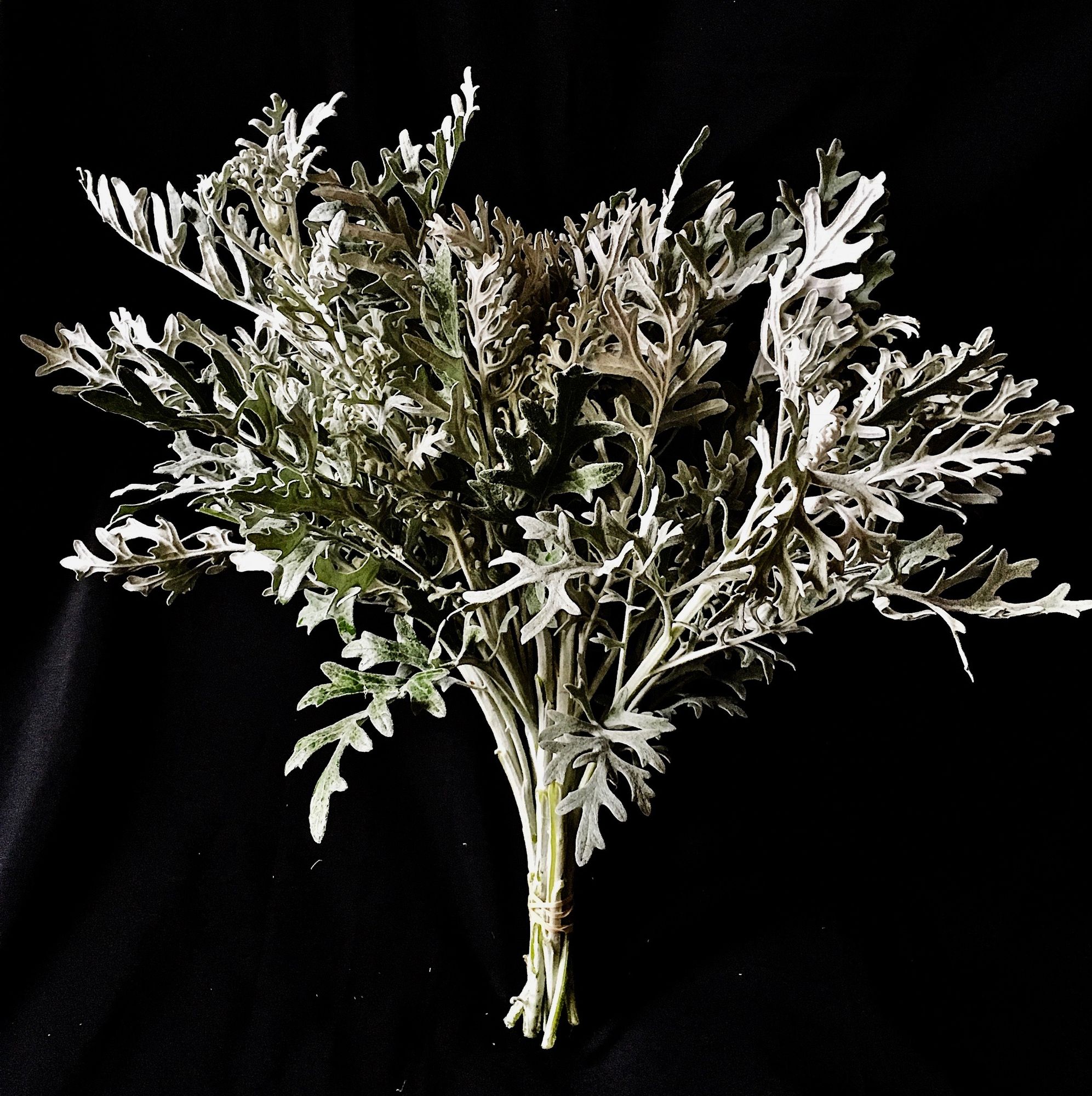SENECIO cineraria Candicans