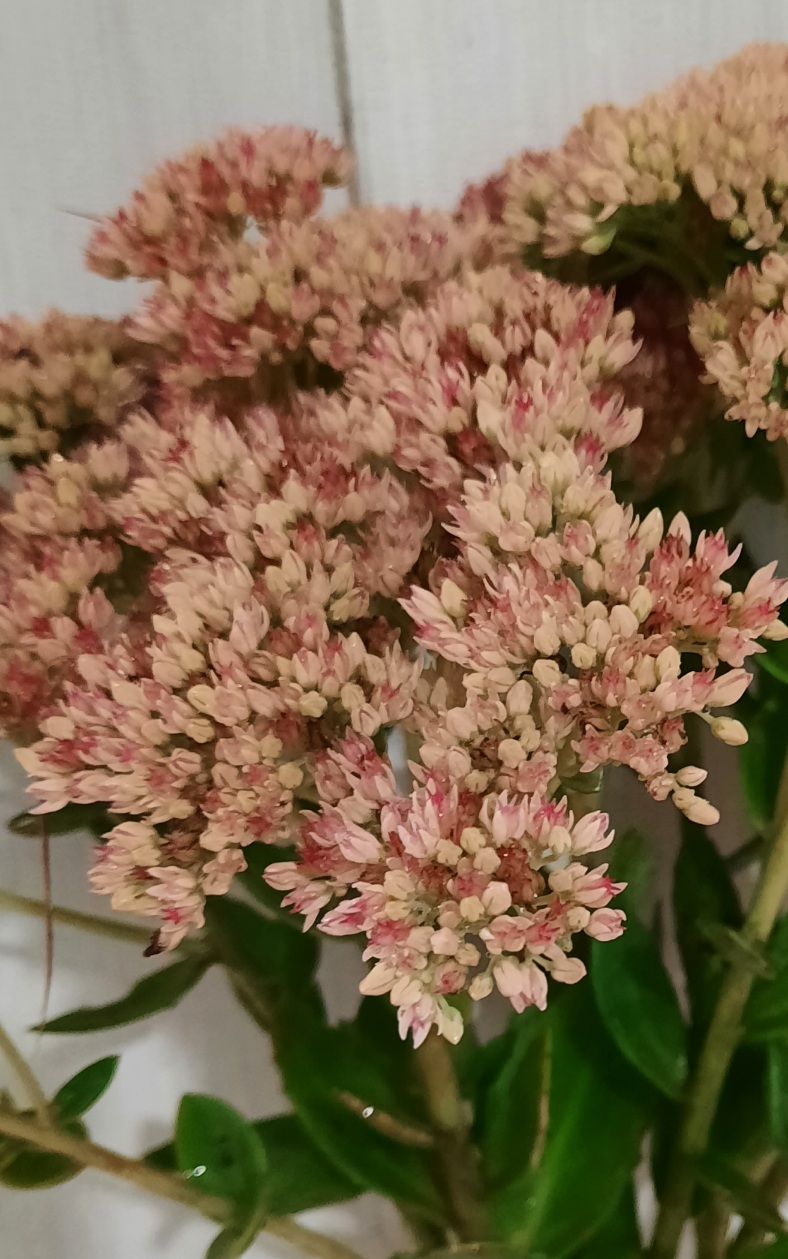 HYLOTELEPHIUM spectabile Autumn Joy