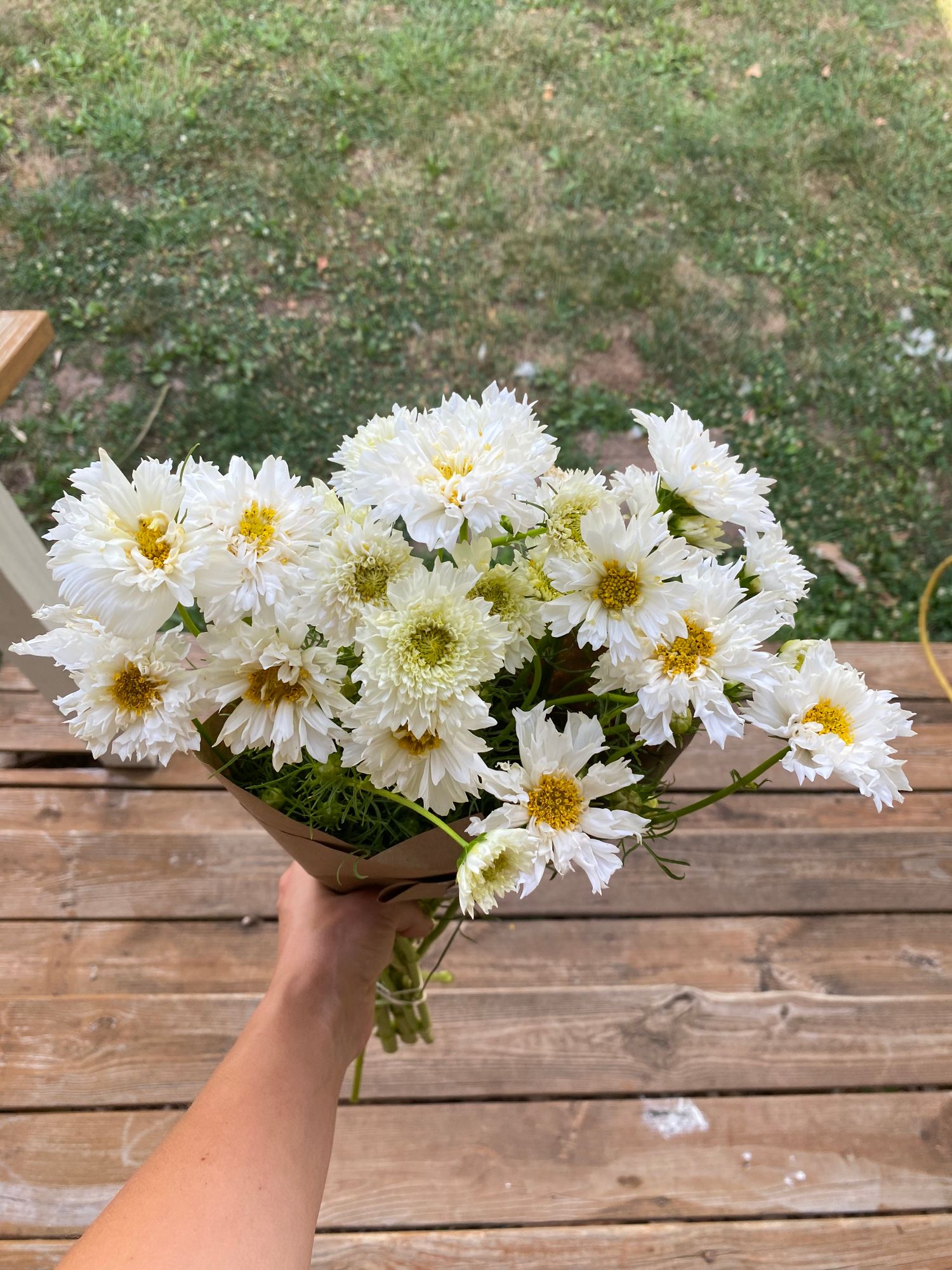 COSMOS bipinnatus Double Click