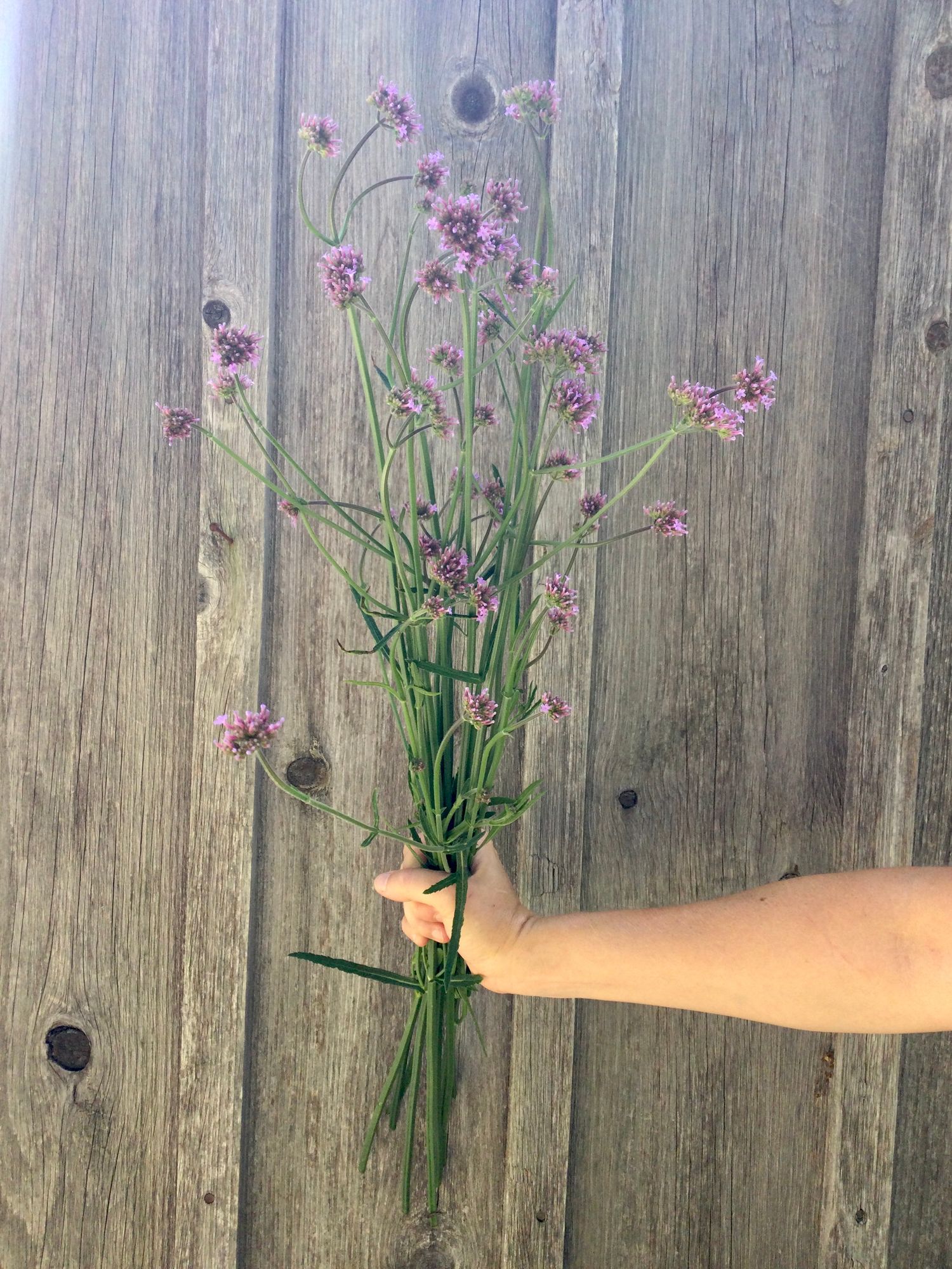 VERBENA bonariensis