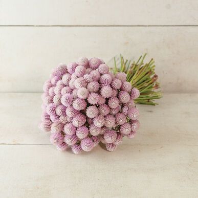 GOMPHRENA globosa Raspberry Cream