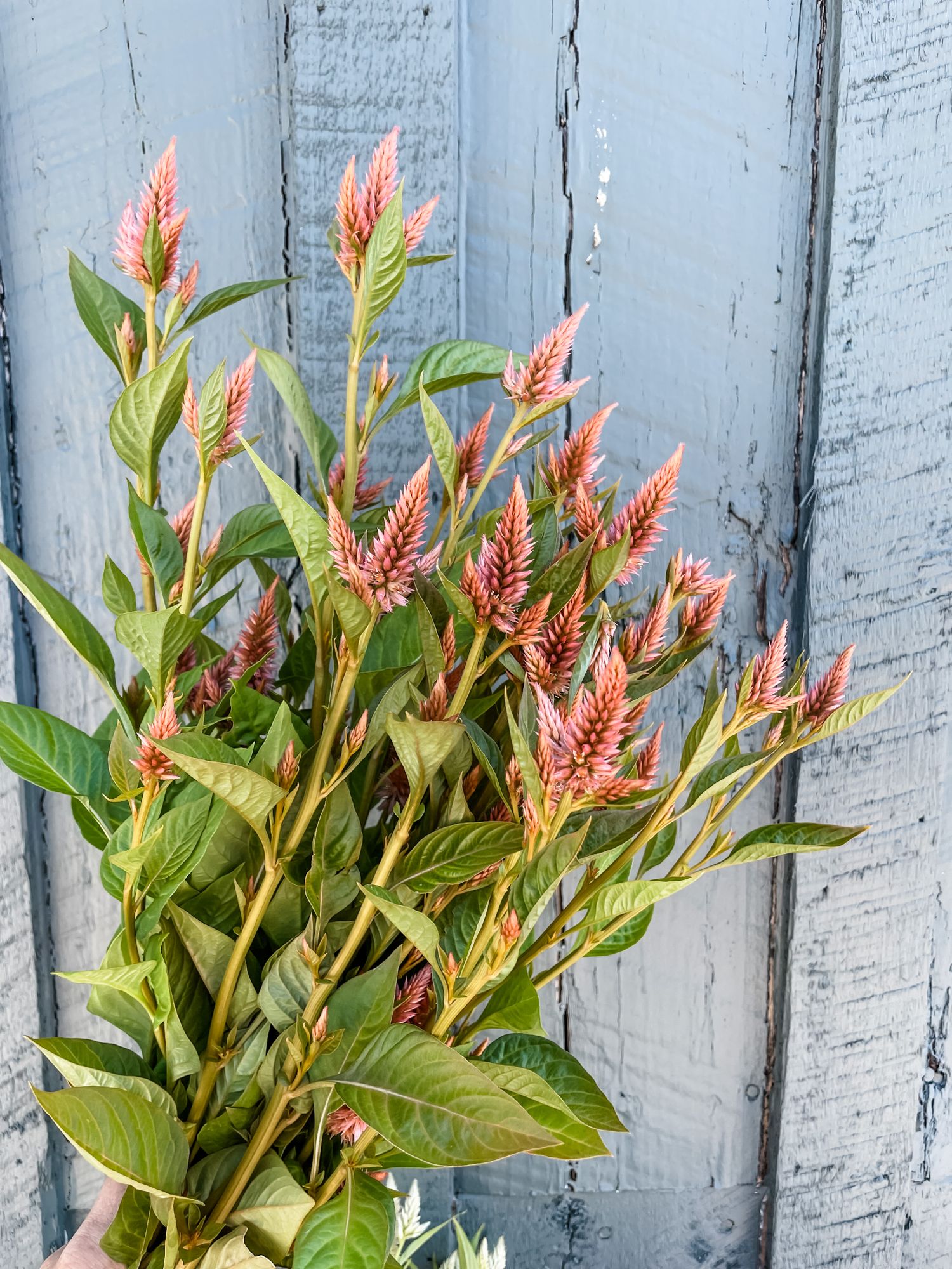 CELOSIA argentea spicata Celway Terracotta
