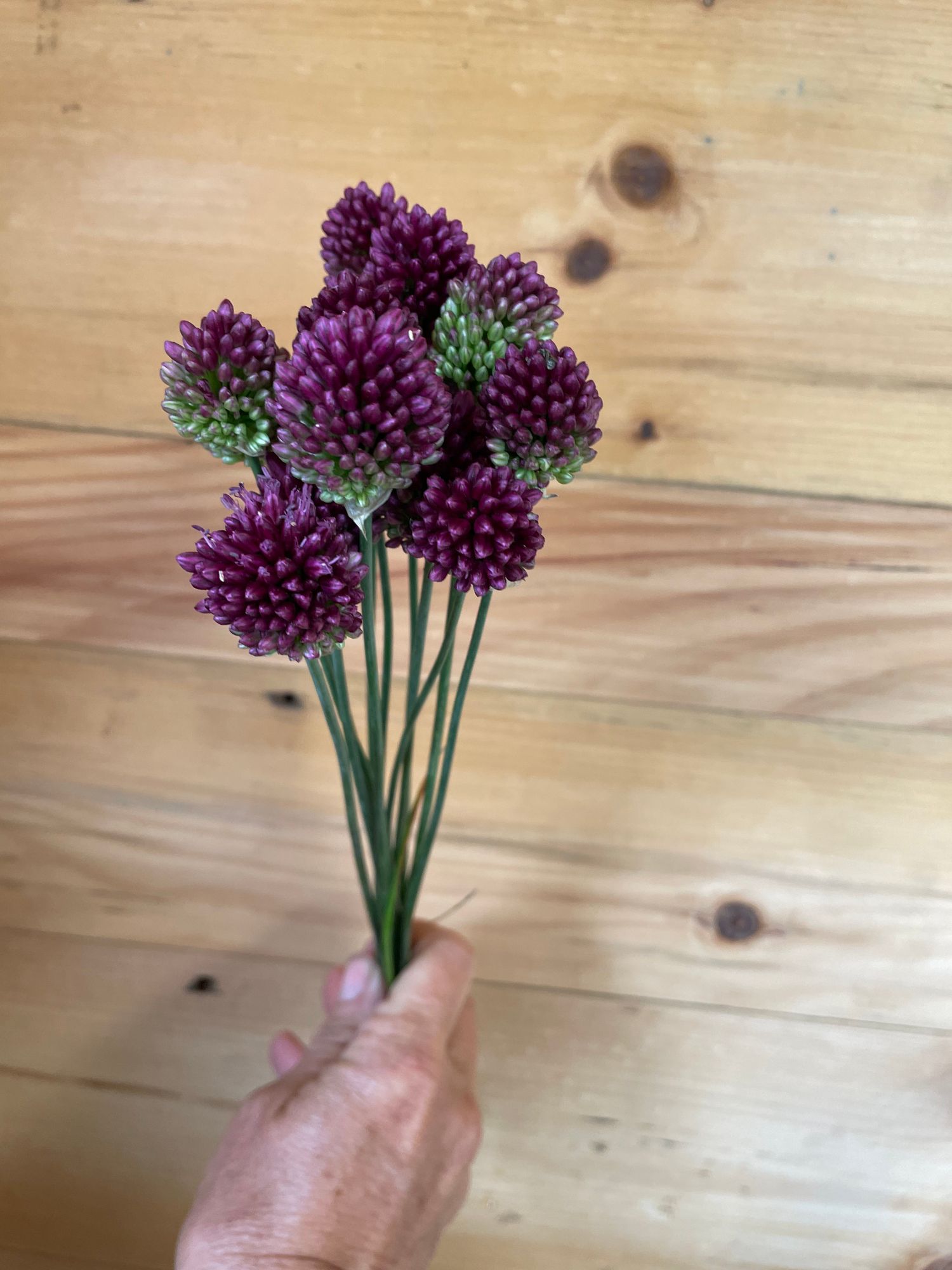 ALLIUM sphaerocephalon