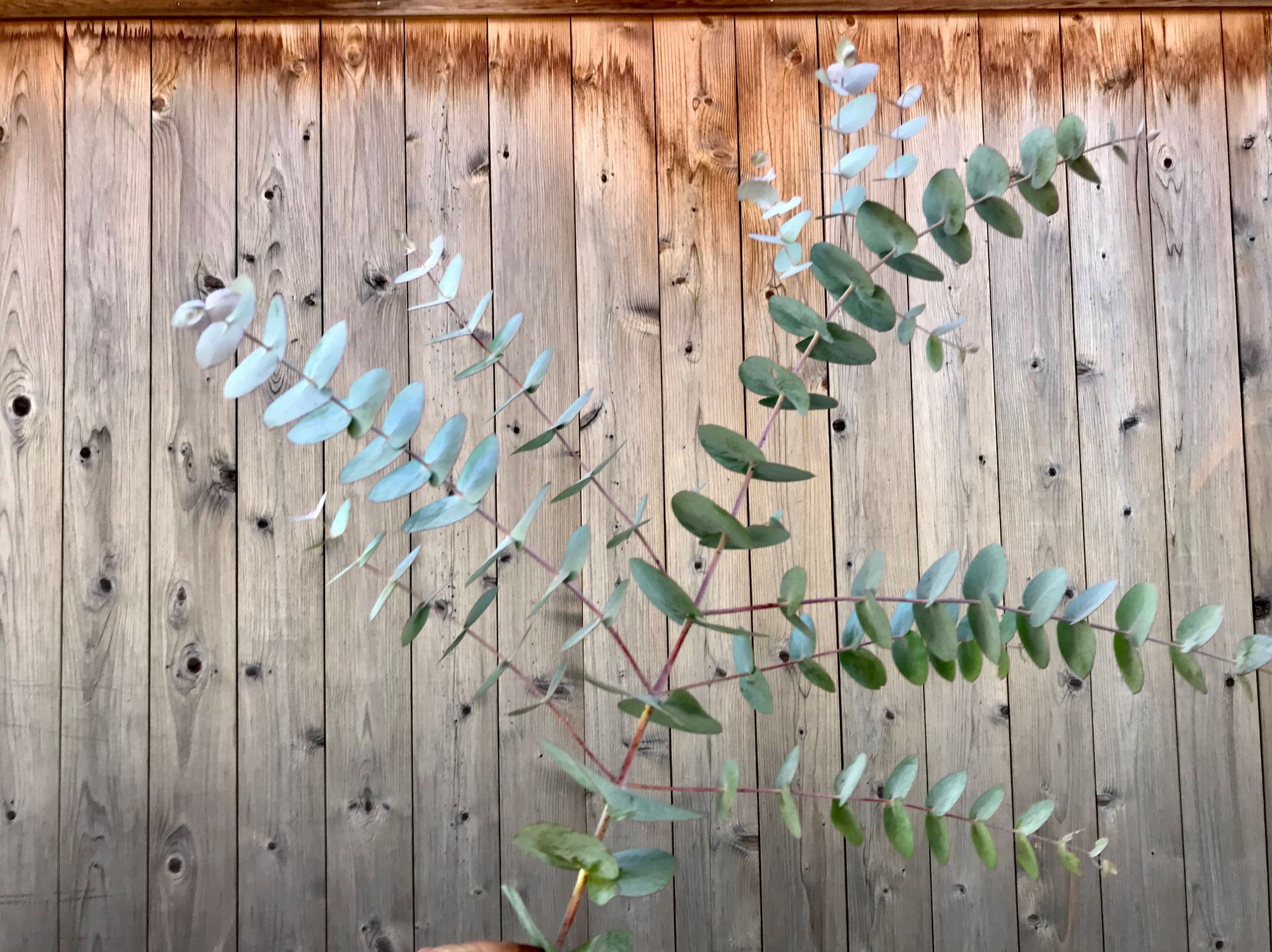 EUCALYPTUS