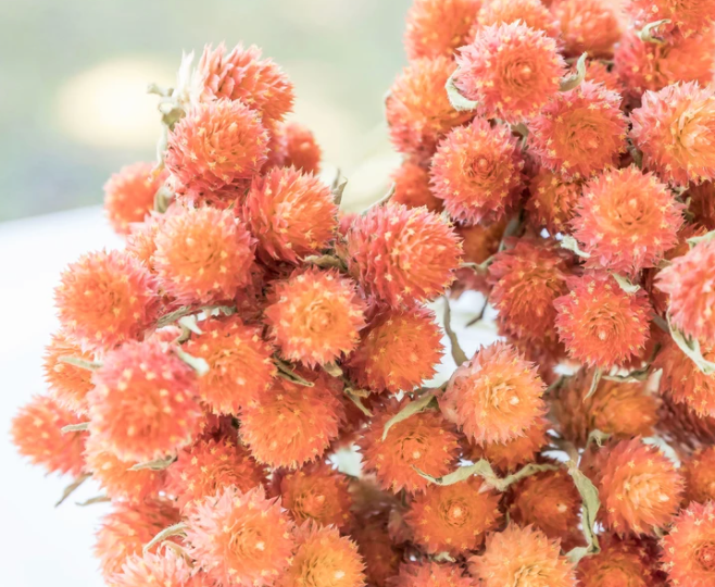 GOMPHRENA globosa QIS