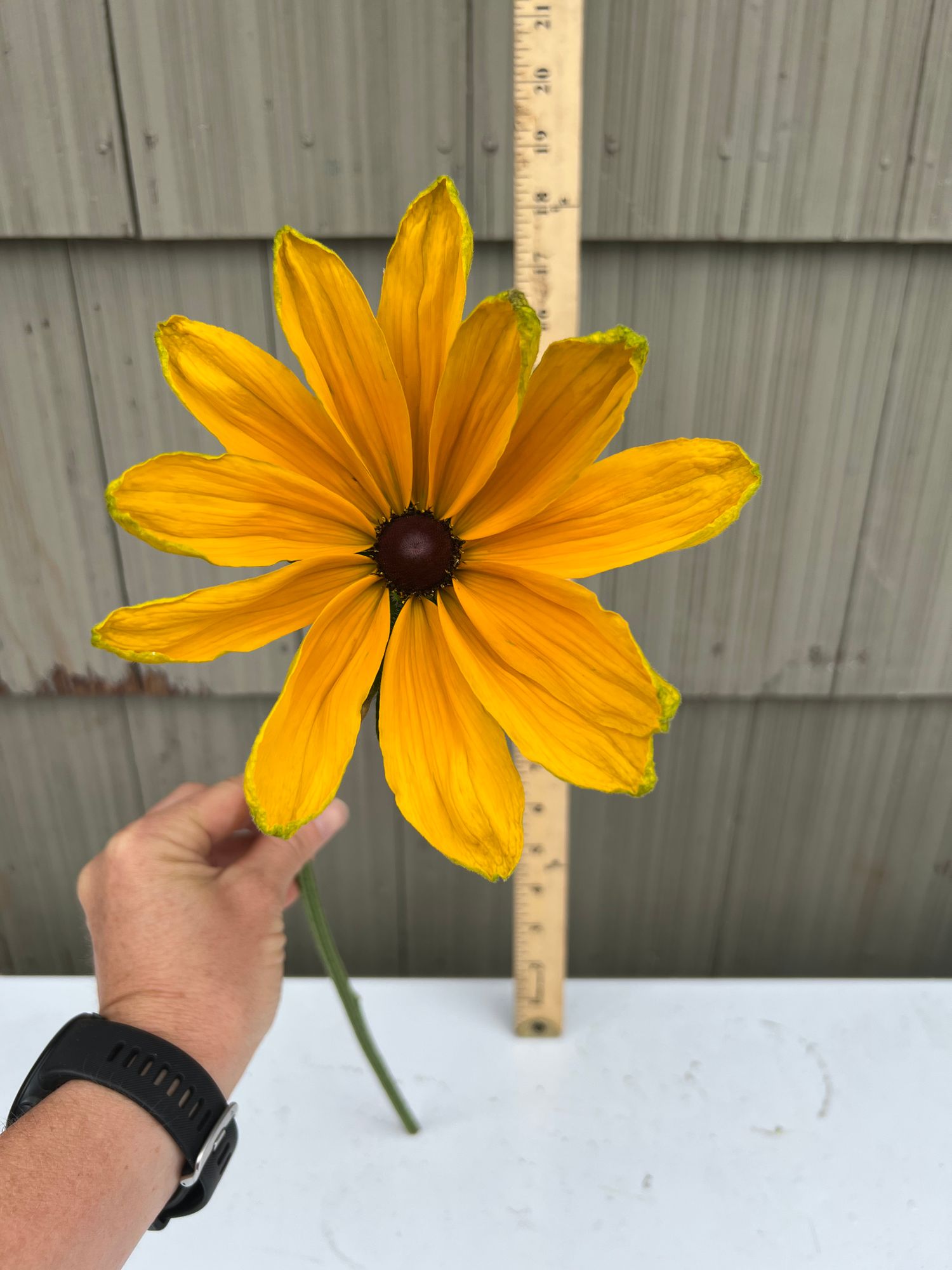 RUDBECKIA hirta Indian Summer