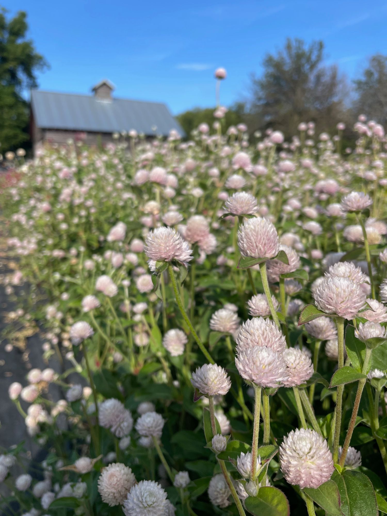 GOMPHRENA globosa QIS