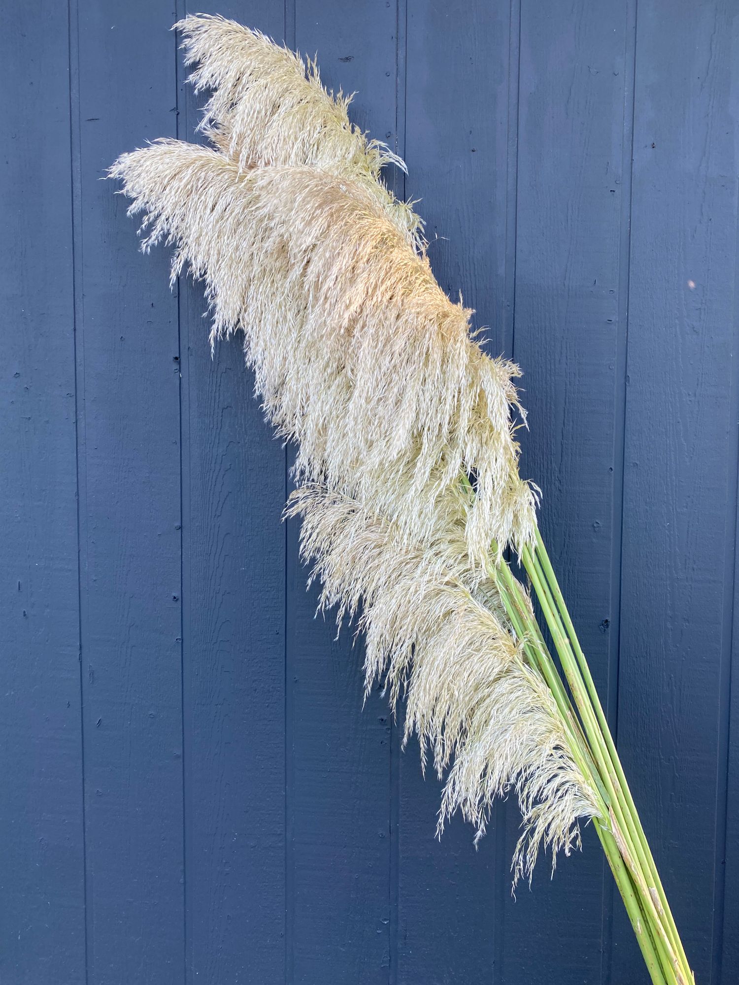 CORTADERIA fulvida