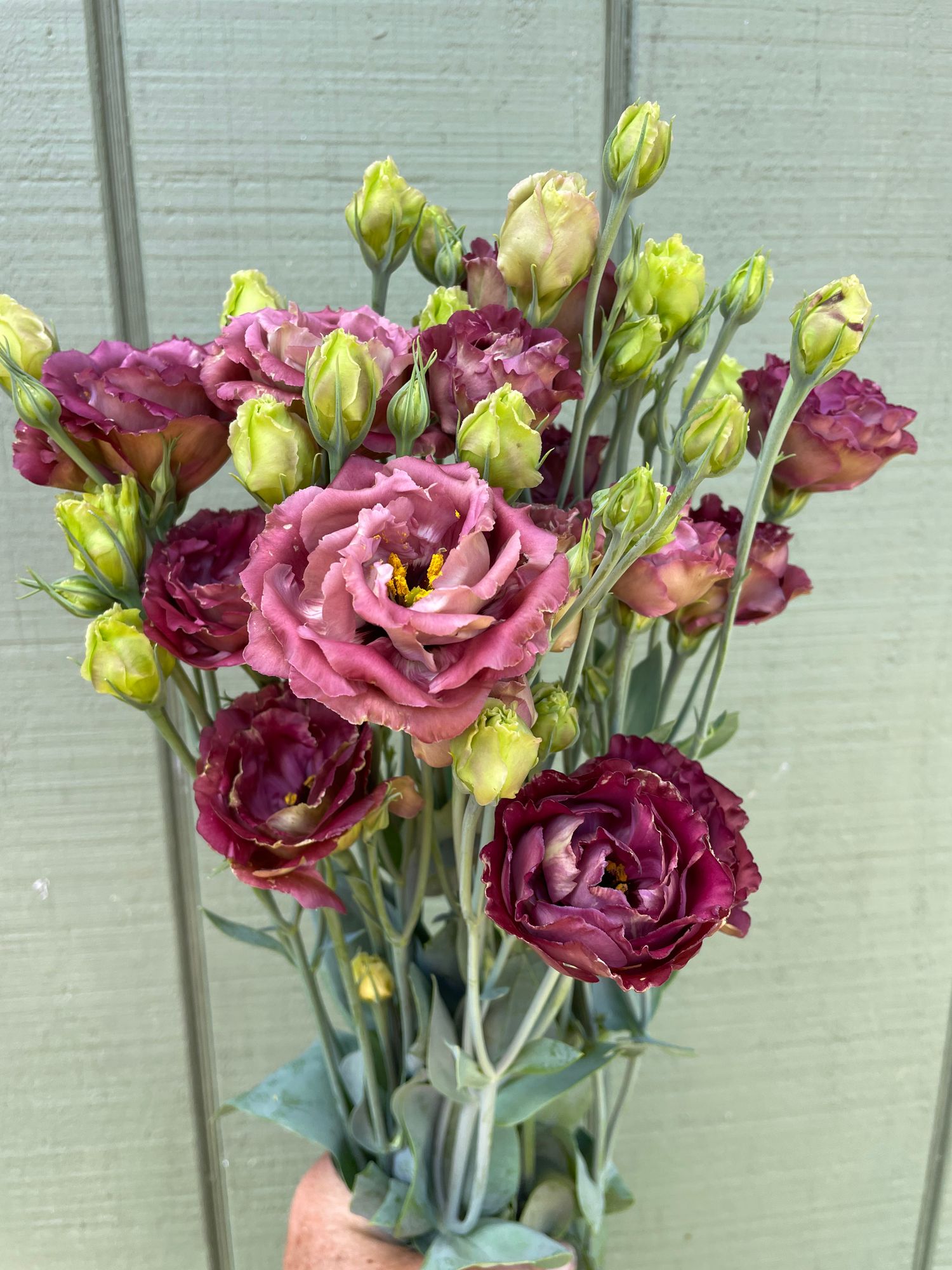EUSTOMA grandiflorum Rosanne