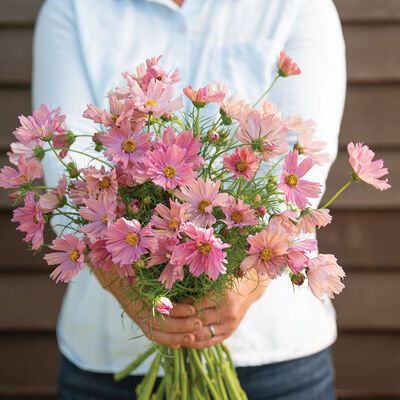 COSMOS bipinnatus Apricotta