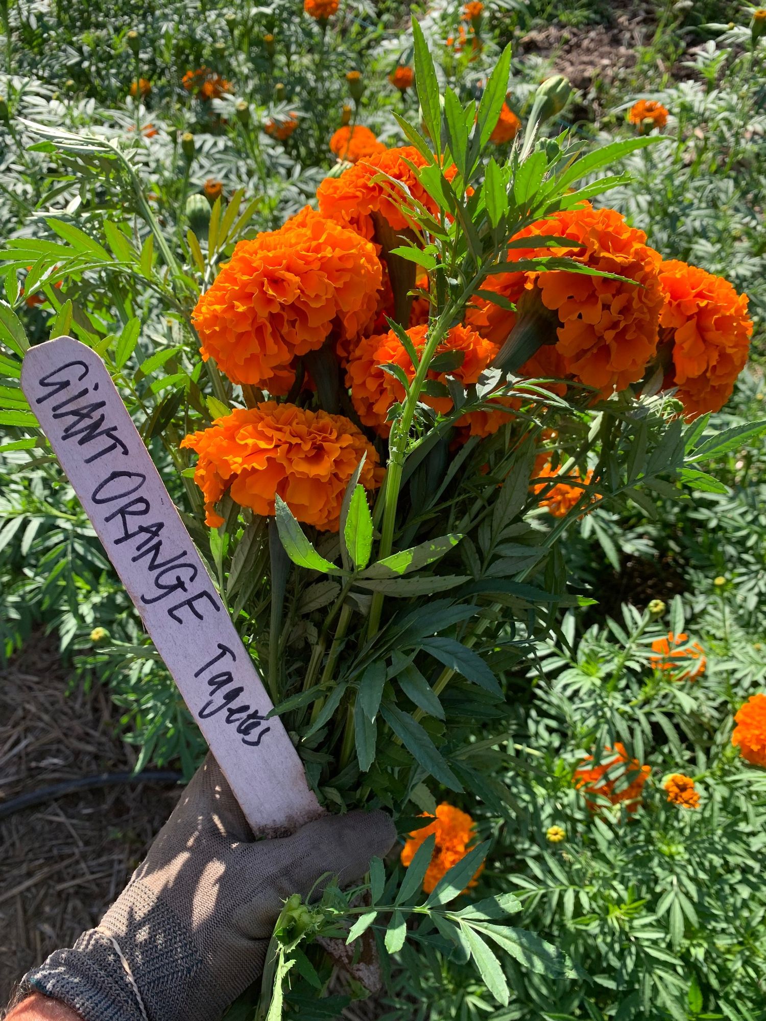 TAGETES erecta