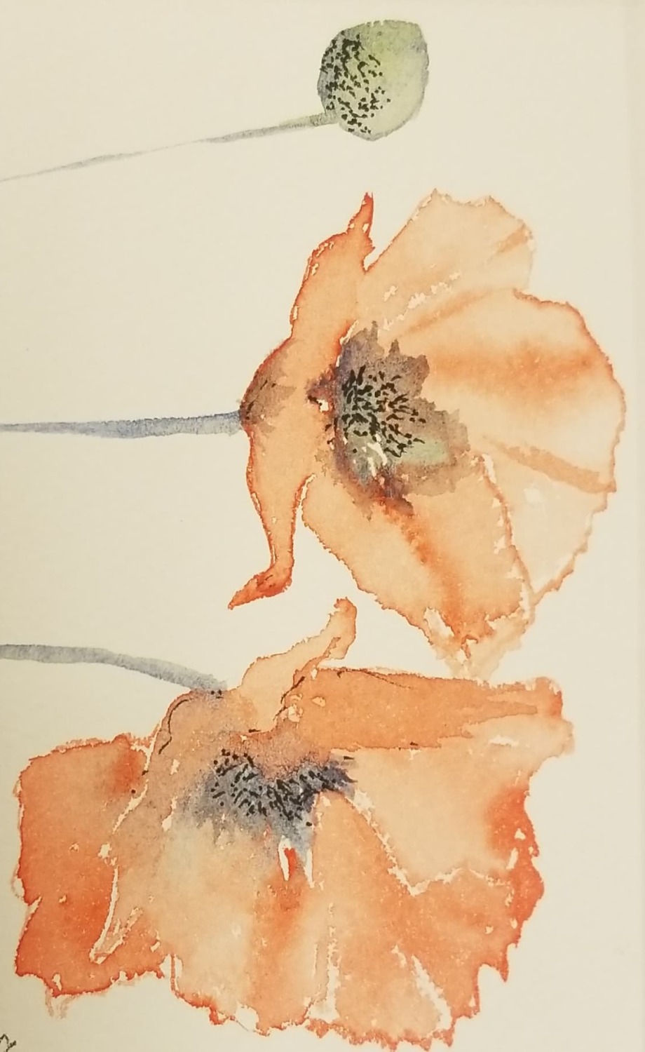 Summer Poppies