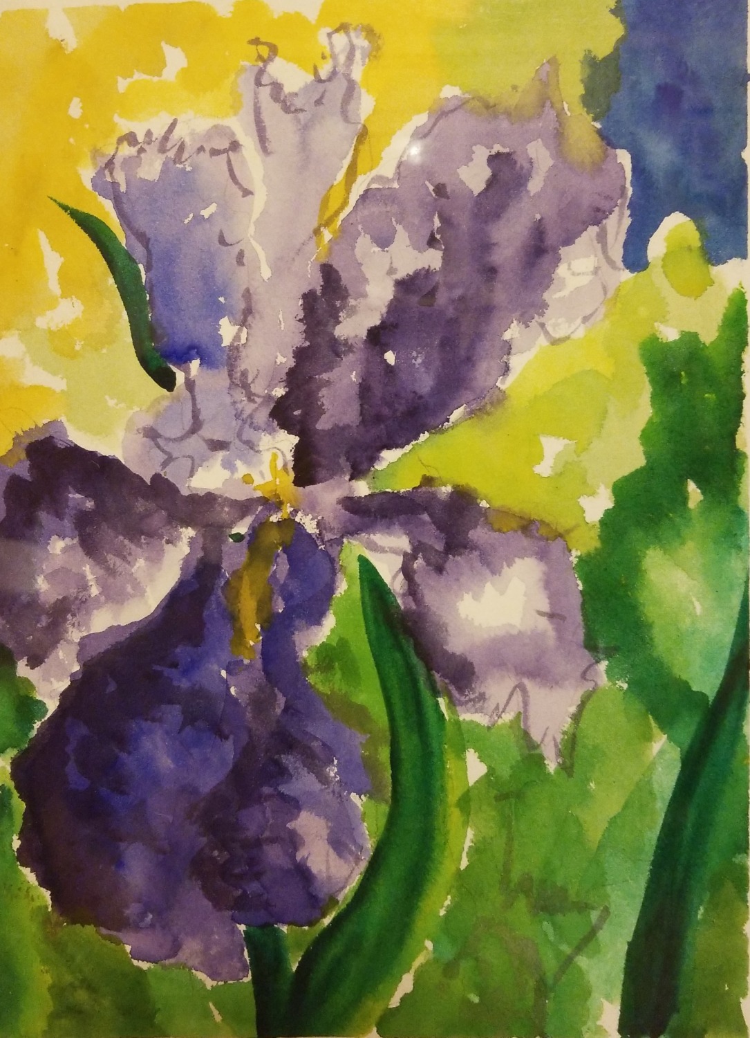 Iris Bloom