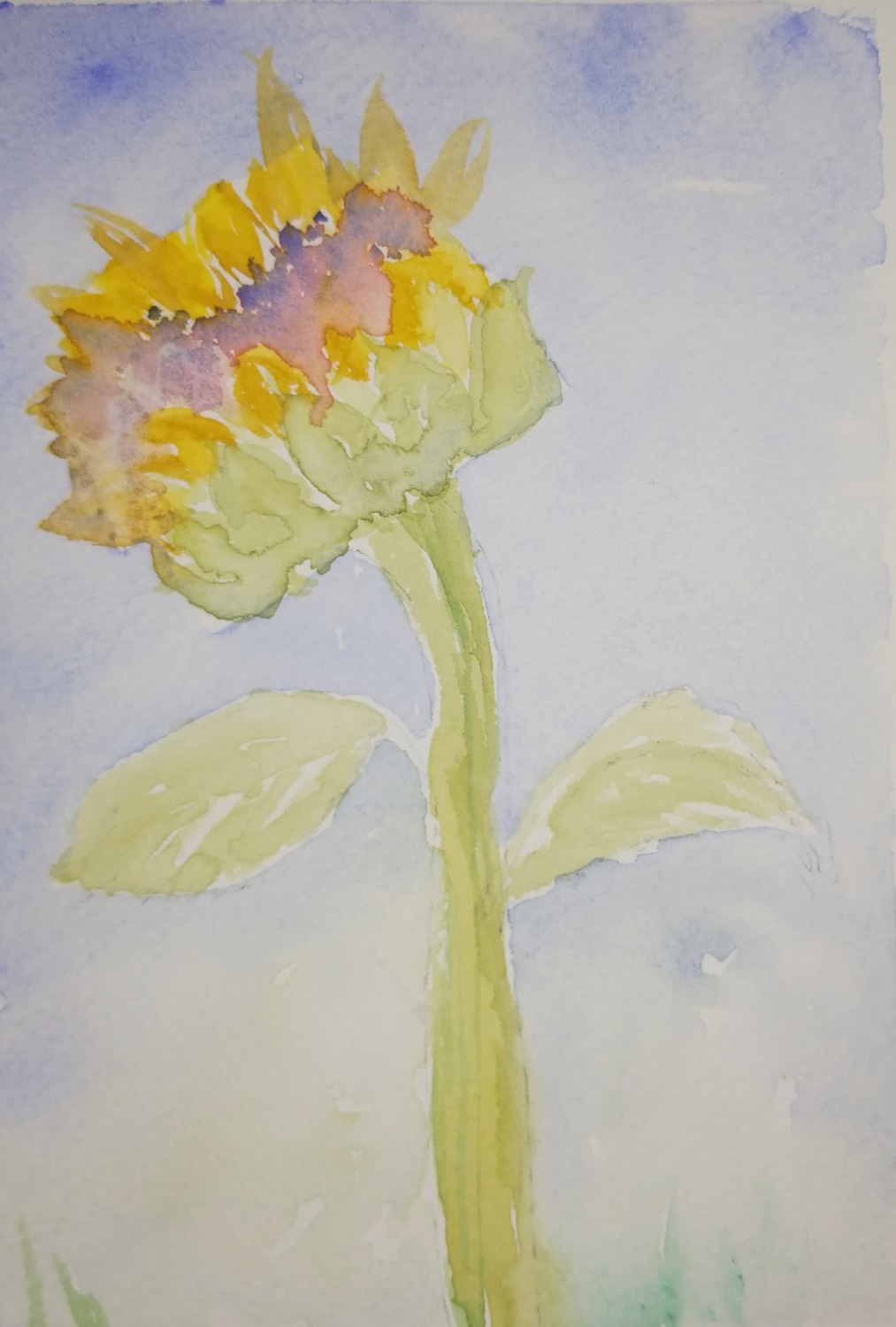 Watercolor of Sturdy Sunflower