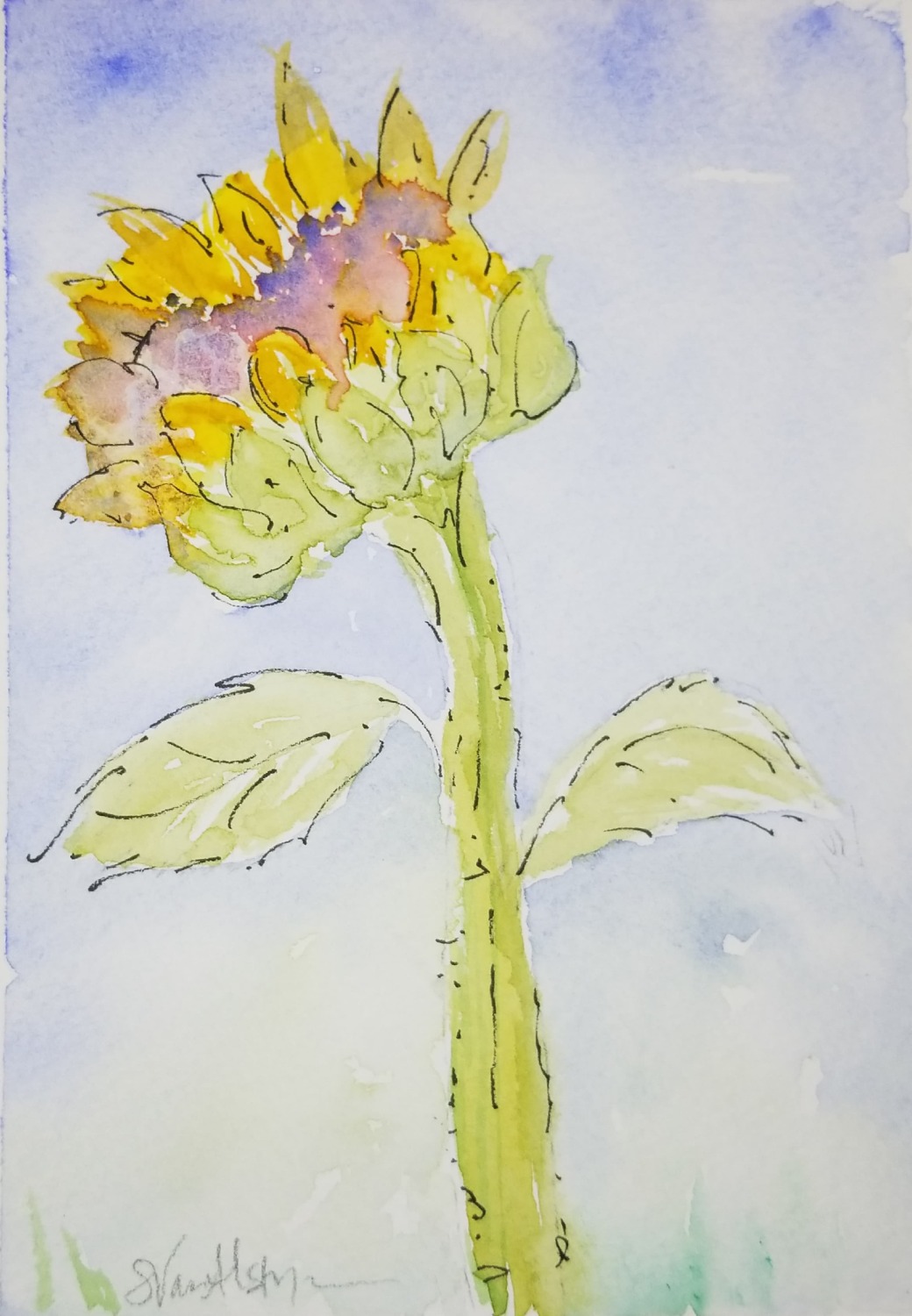 Watercolor and Ink of Sturdy Sunflower