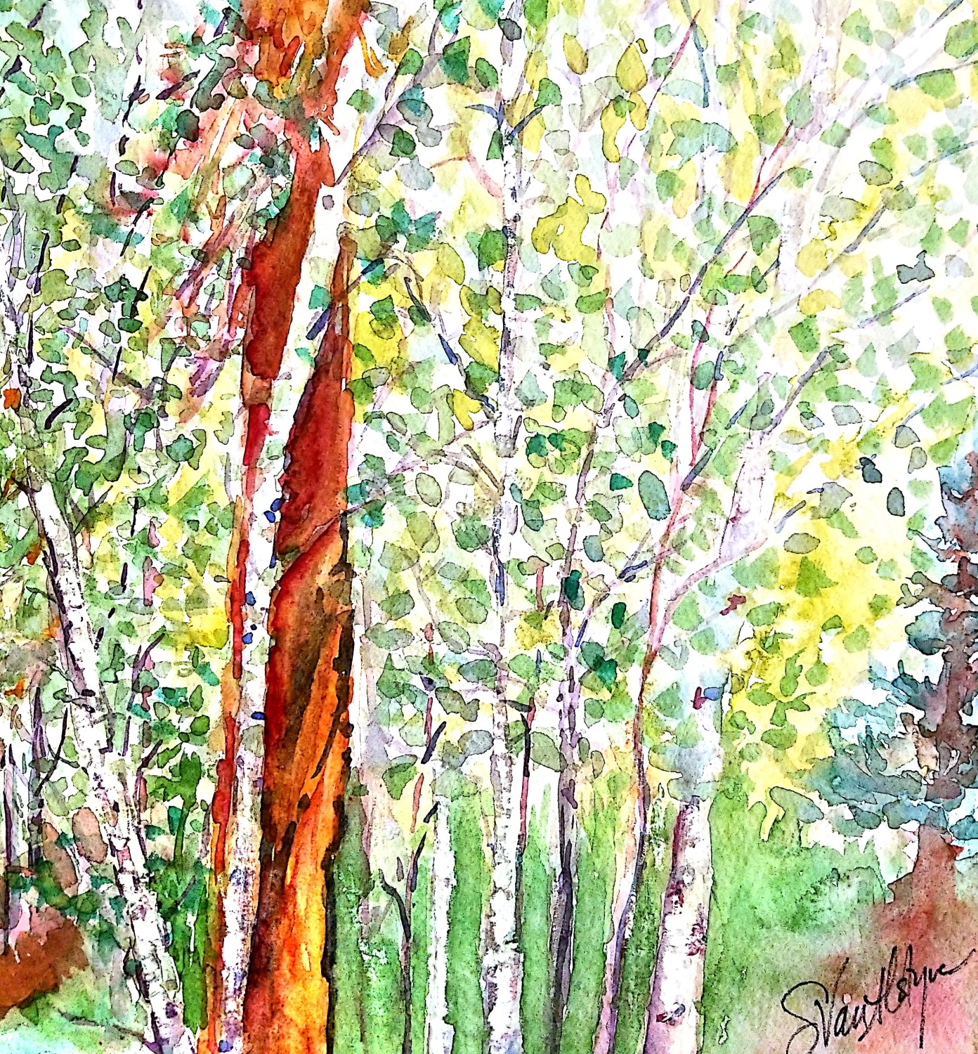 Aspen Grove beside Hillside cabin, Grand Lake, CO