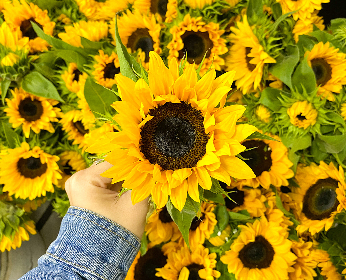 Descubre el significado de regalar arreglos con girasoles, Florería  Rosalinda, Florería Rosalinda