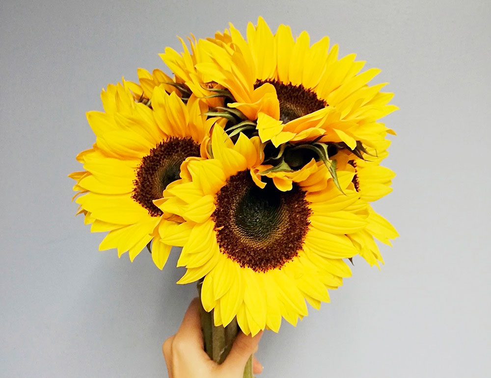 Características de los girasoles y su significado, Florería Rosalinda,  Florería Rosalinda