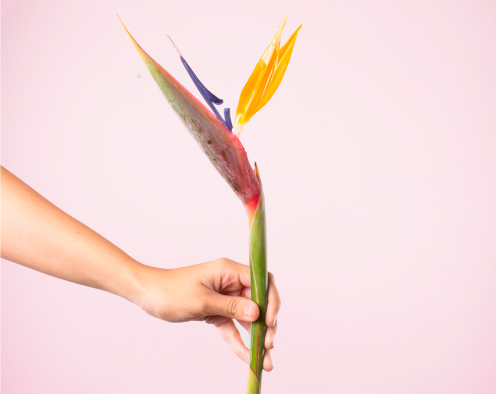 Conoce a la flor Ave del paraiso y obséquiala, Florería Rosalinda, Florería  Rosalinda