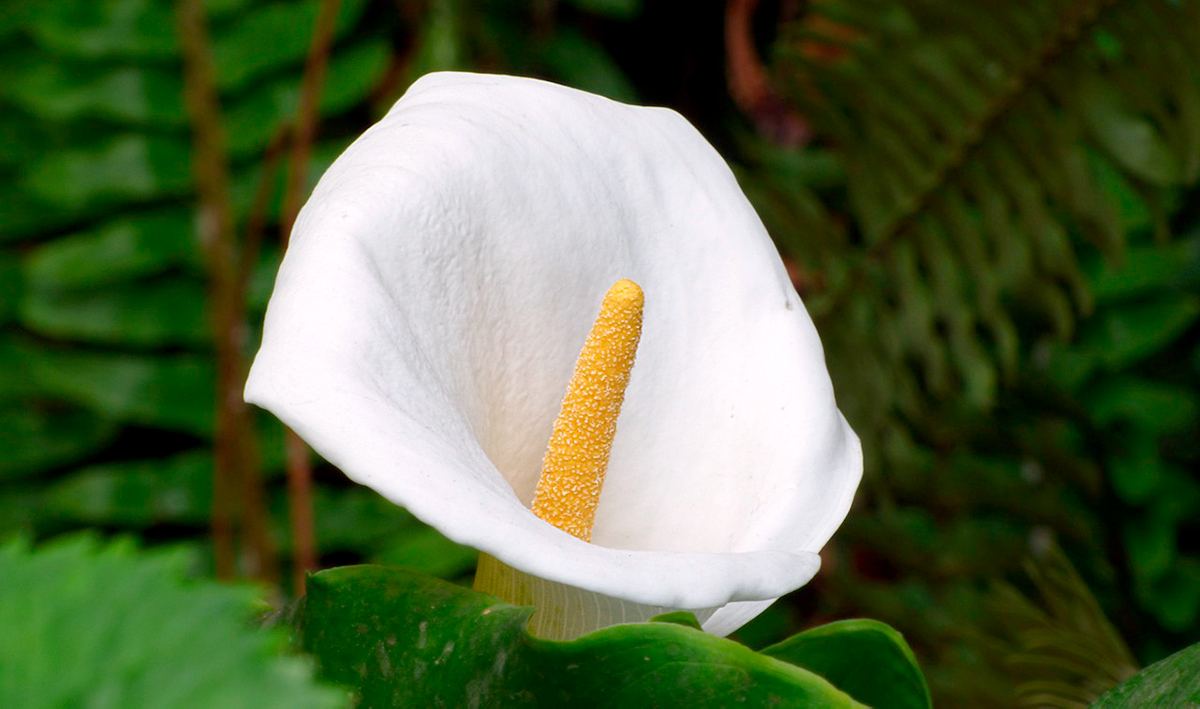 Consejos para cuidar la cala o alcatraz, Florería Rosalinda, Florería  Rosalinda