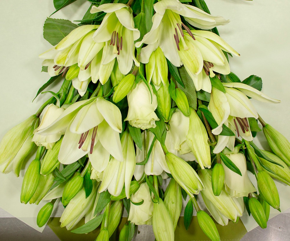 Flores funerarias para honrar a quien ya no está Flores funerarias para honrar a quien ya no está