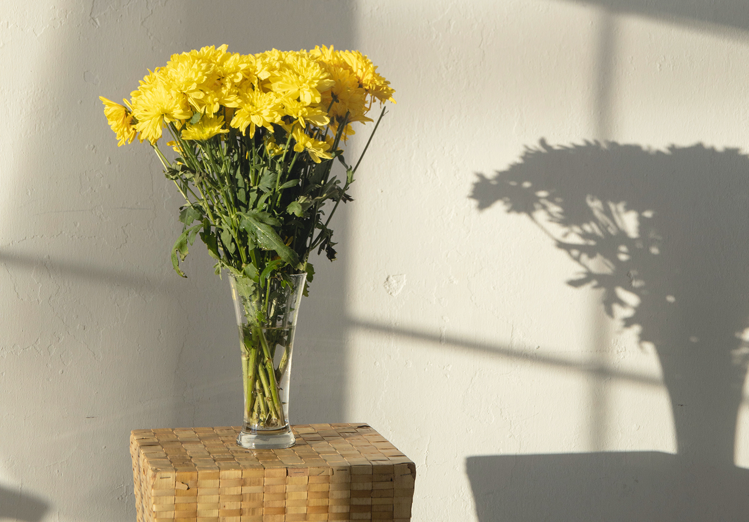 Los beneficios de contar con flores en tu casa Los beneficios de contar con flores en tu casa