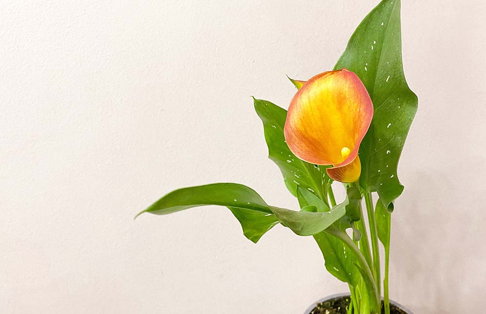 Cómo cuidar mi cala? Cuidados básicos de una cala en maceta, Florería  Rosalinda, Florería Rosalinda