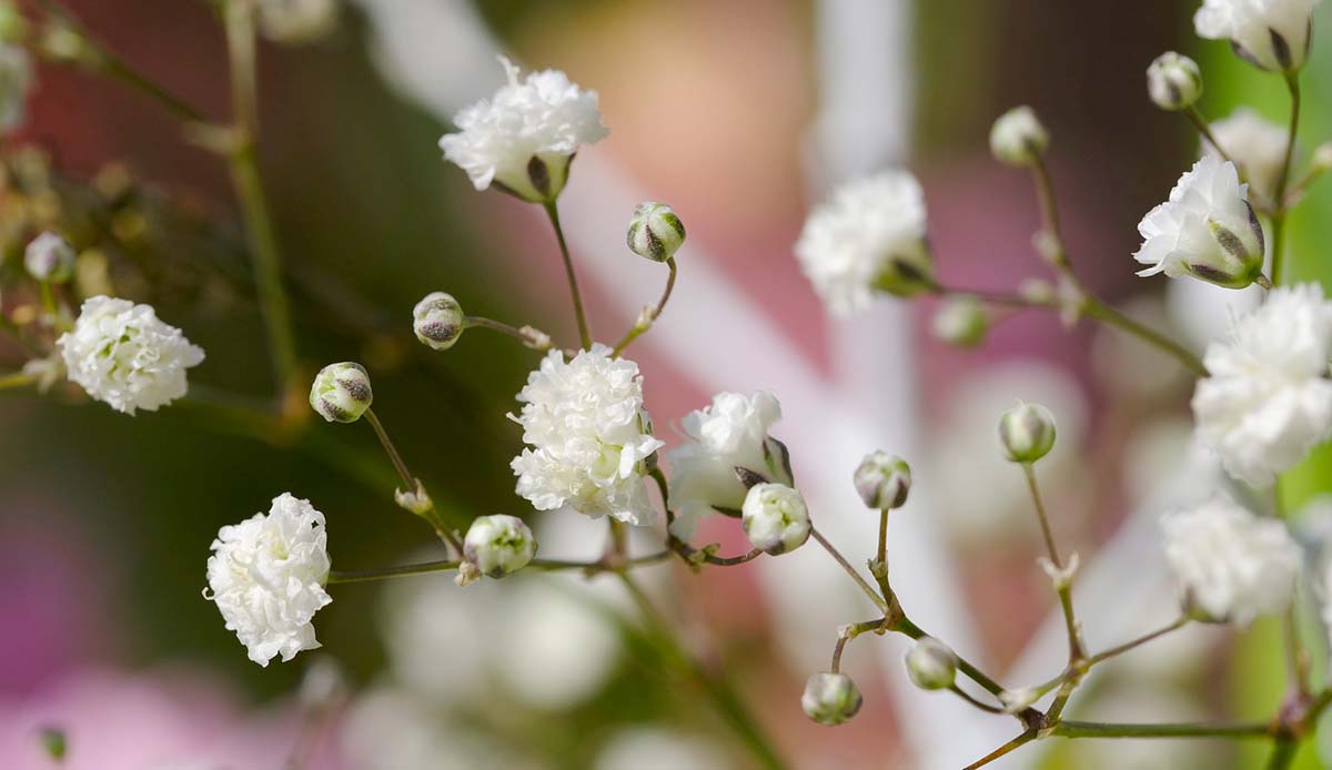 Las maravillosas gypsophilas y su gran aporte a la decoración de espacios,  Florería Rosalinda, Florería Rosalinda