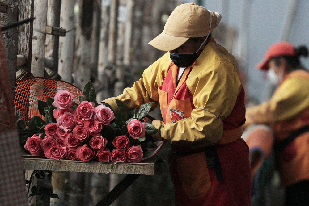Conflicto en Ecuador y cómo afecta el mercado de flores Conflicto en Ecuador y cómo afecta el mercado de flores