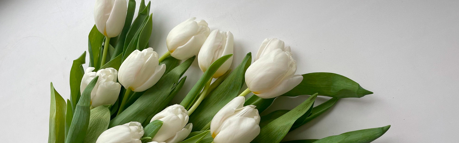 Los tulipanes blancos y su significado