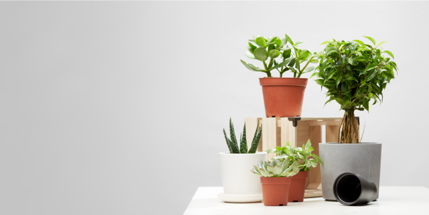 El poder de las flores y plantas: una solución natural para reducir la contaminación en interiores El poder de las flores y plantas: una solución natural para reducir la contaminación en interiores