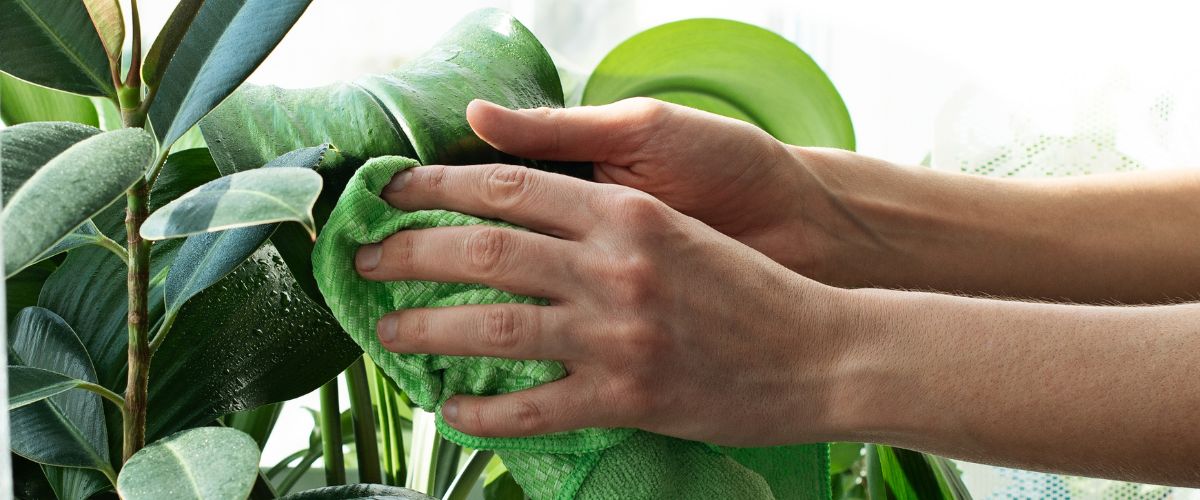 Tips para cuidar de tus plantas de interior en el invierno Tips para cuidar de tus plantas de interior en el invierno