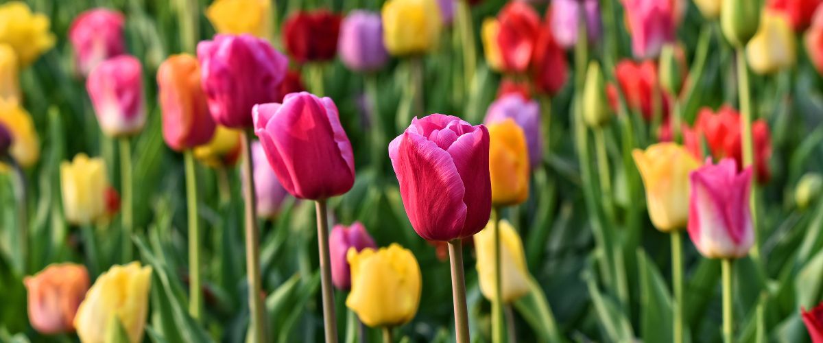 Conviértete en un experto en tulipanes y descubre su belleza infinita Conviértete en un experto en tulipanes y descubre su belleza infinita