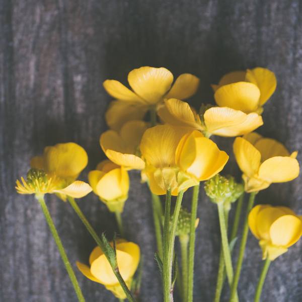 ¿Qué flores amarillas regalar este 21 de Septiembre? ¿Qué flores amarillas regalar este 21 de Septiembre?